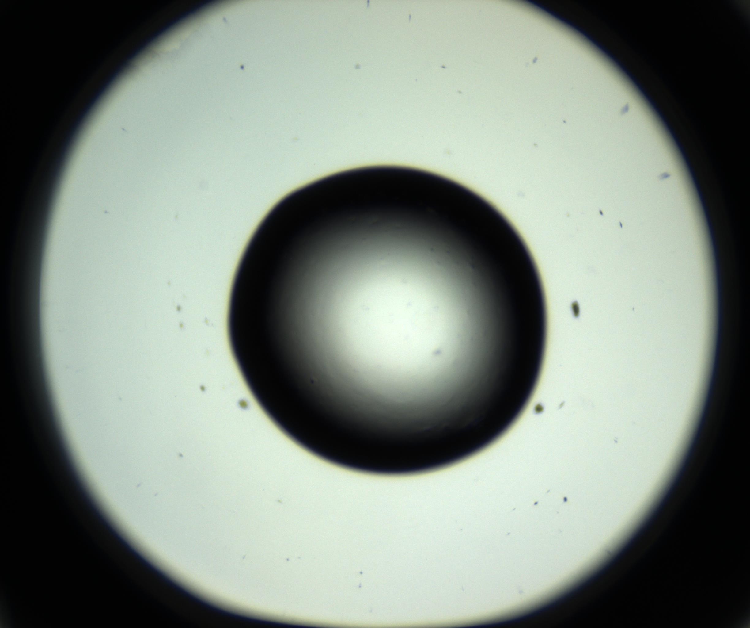 RI01_03_000_0212_Proj1_Clon1_MC_0000MC102808_006_161013_11_03_01_00_98_002_001_RAI.jpg