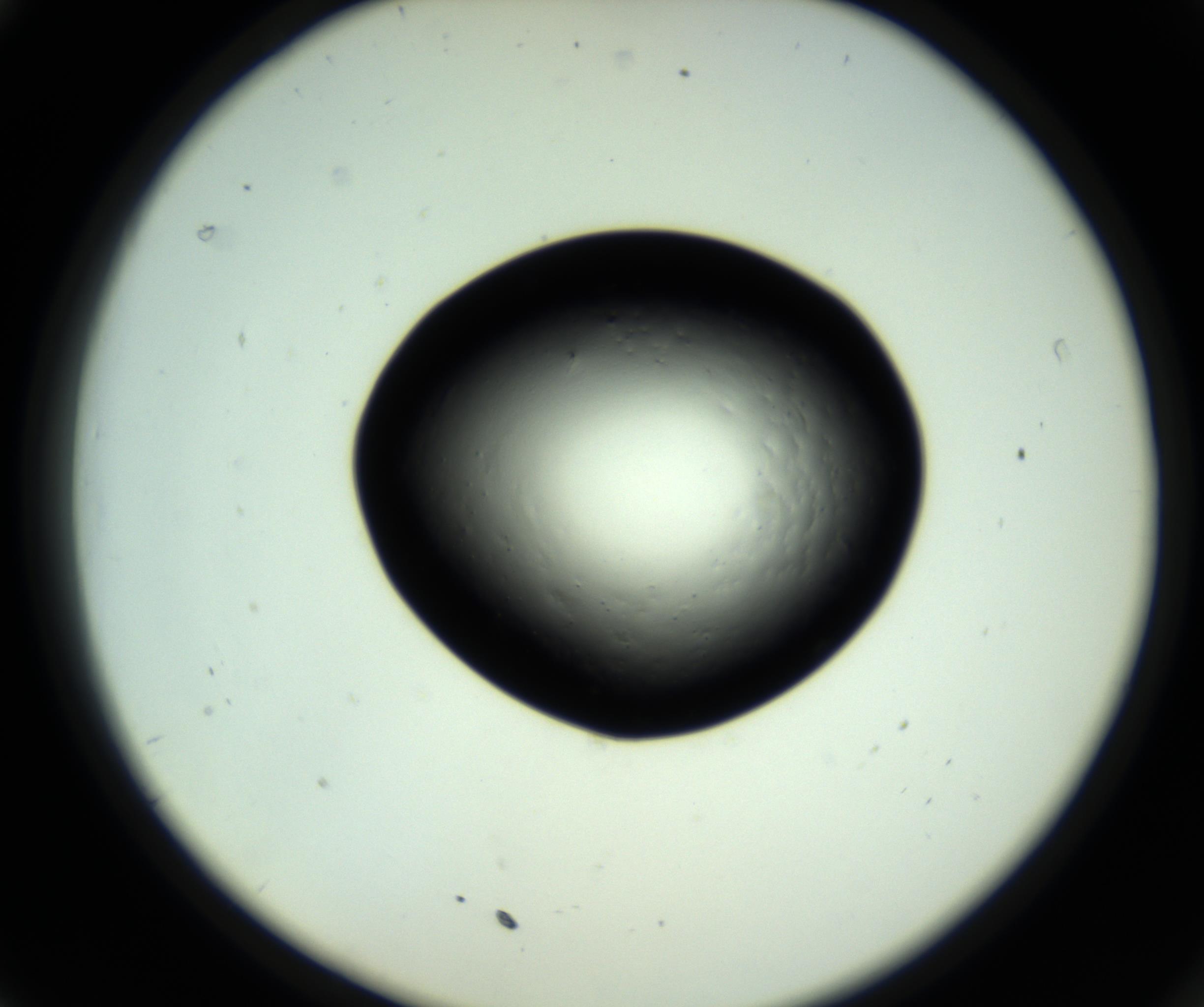 RI01_03_000_0212_Proj1_Clon1_MC_0000MC102808_006_161013_11_03_02_00_98_002_001_RAI.jpg