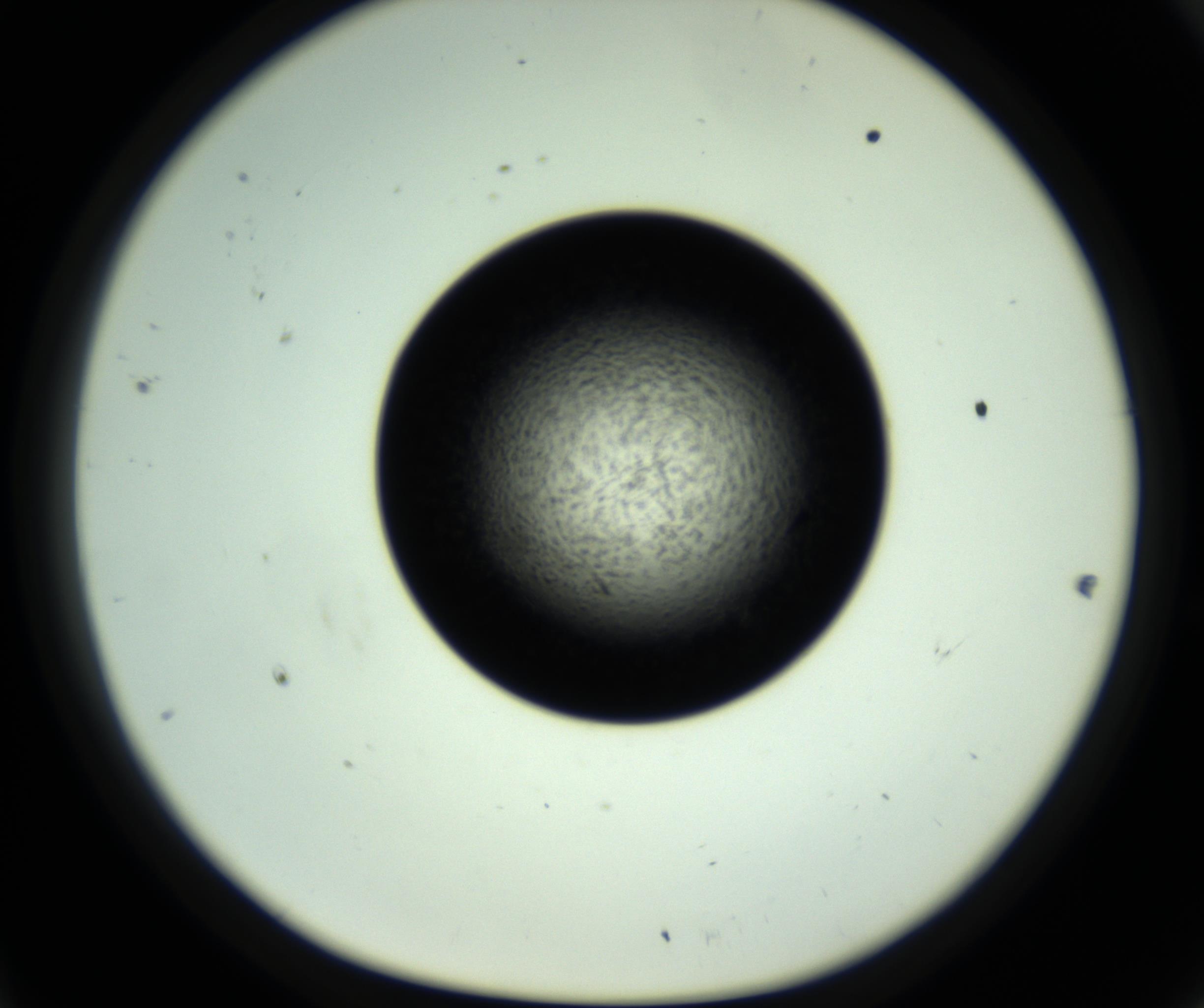 RI01_03_000_0212_Proj1_Clon1_MC_0000MC102808_006_161013_11_04_01_00_98_002_001_RAI.jpg