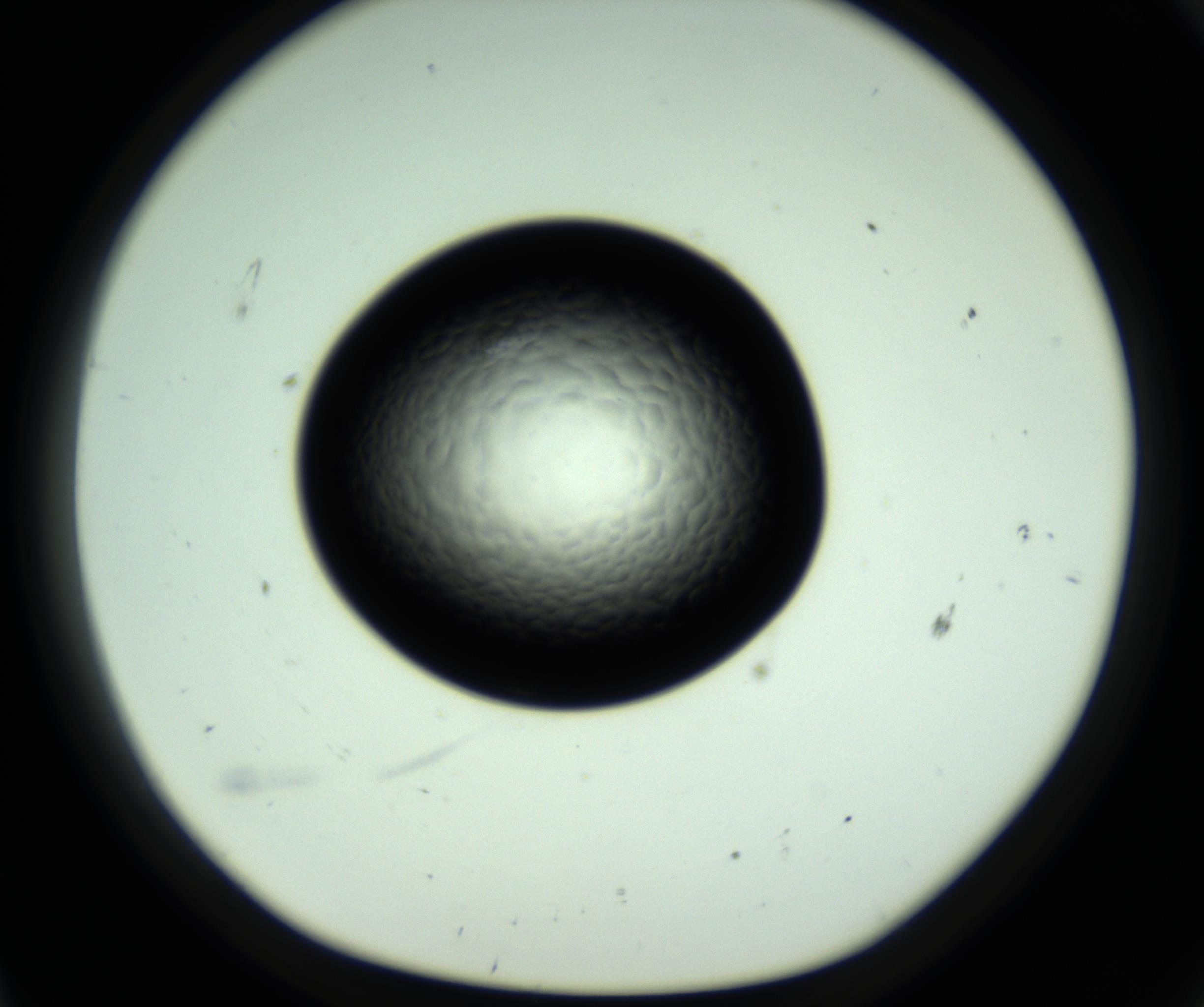 RI01_03_000_0212_Proj1_Clon1_MC_0000MC102808_006_161013_11_06_01_00_98_002_001_RAI.jpg