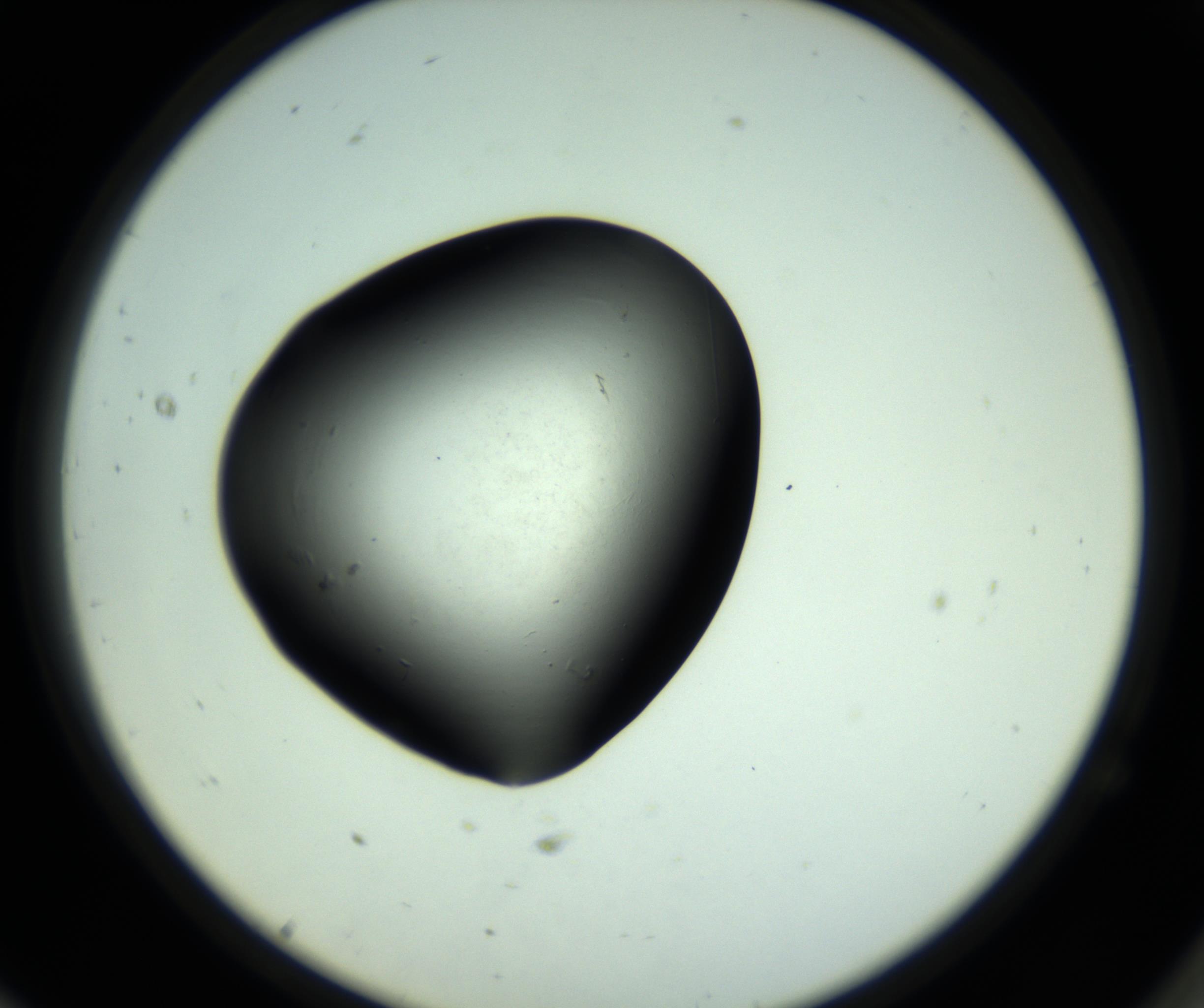 RI01_03_000_0212_Proj1_Clon1_MC_0000MC102808_006_161013_11_07_02_00_98_002_001_RAI.jpg
