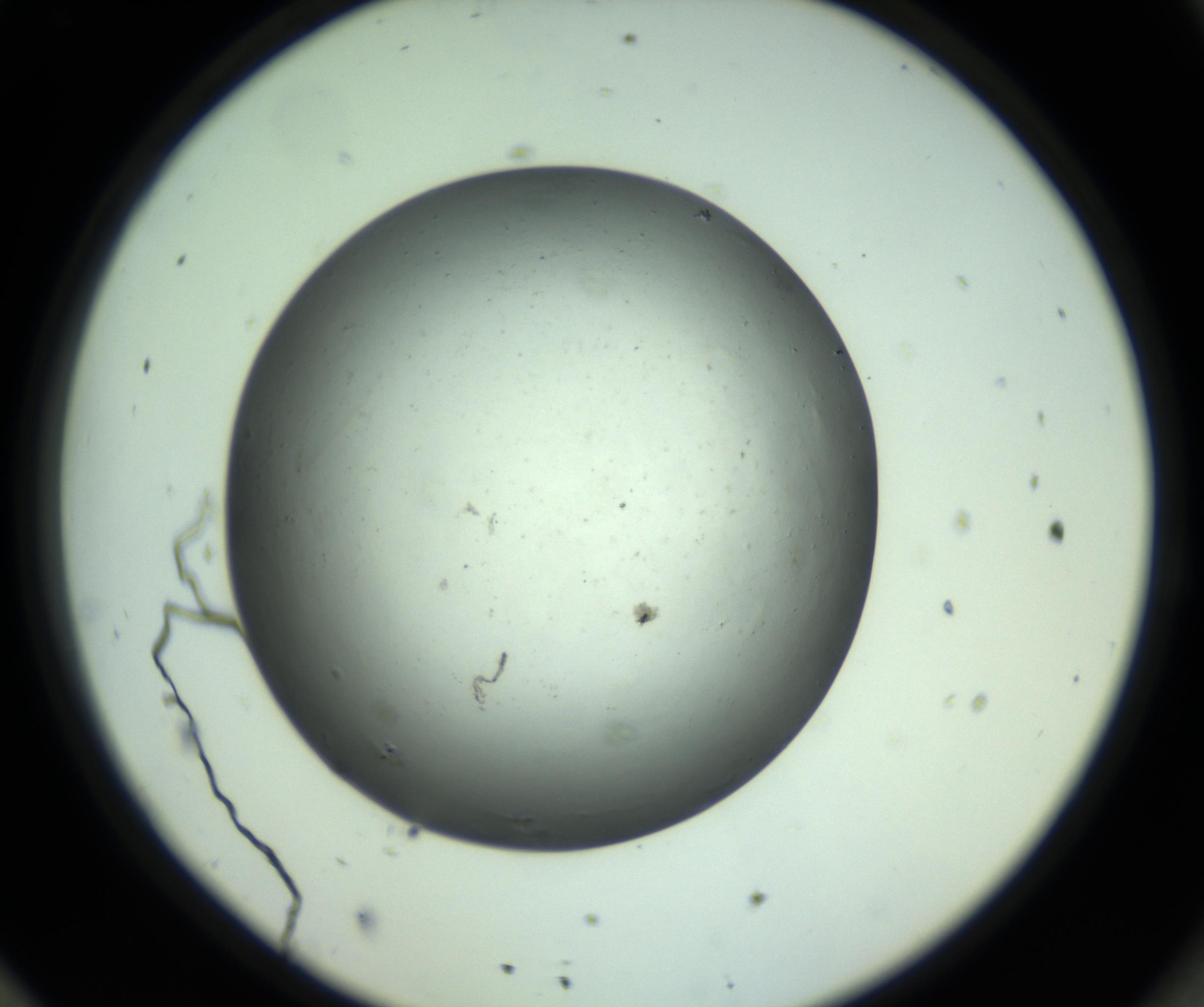 RI01_03_000_0212_Proj1_Clon1_MC_0000MC102808_006_161013_11_08_02_00_98_002_001_RAI.jpg