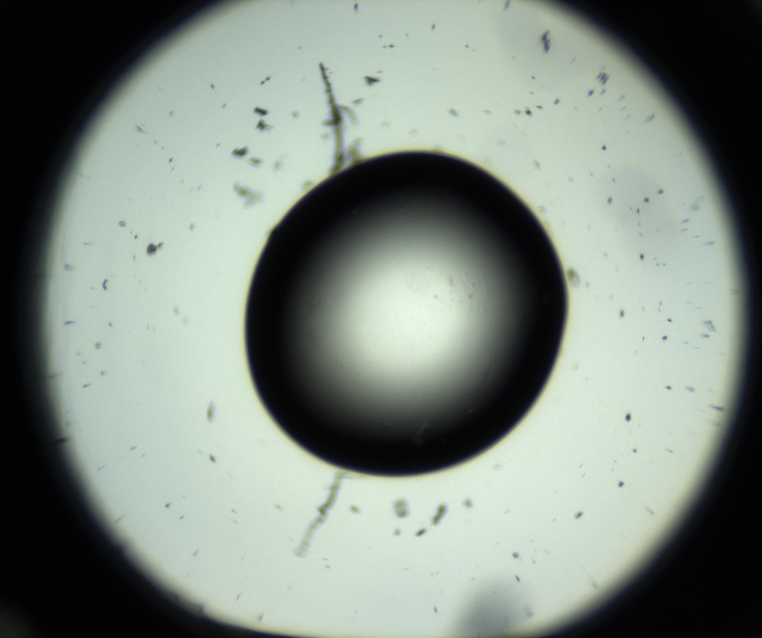 RI01_03_000_0212_Proj1_Clon1_MC_0000MC102808_006_161013_12_01_01_00_98_002_001_RAI.jpg