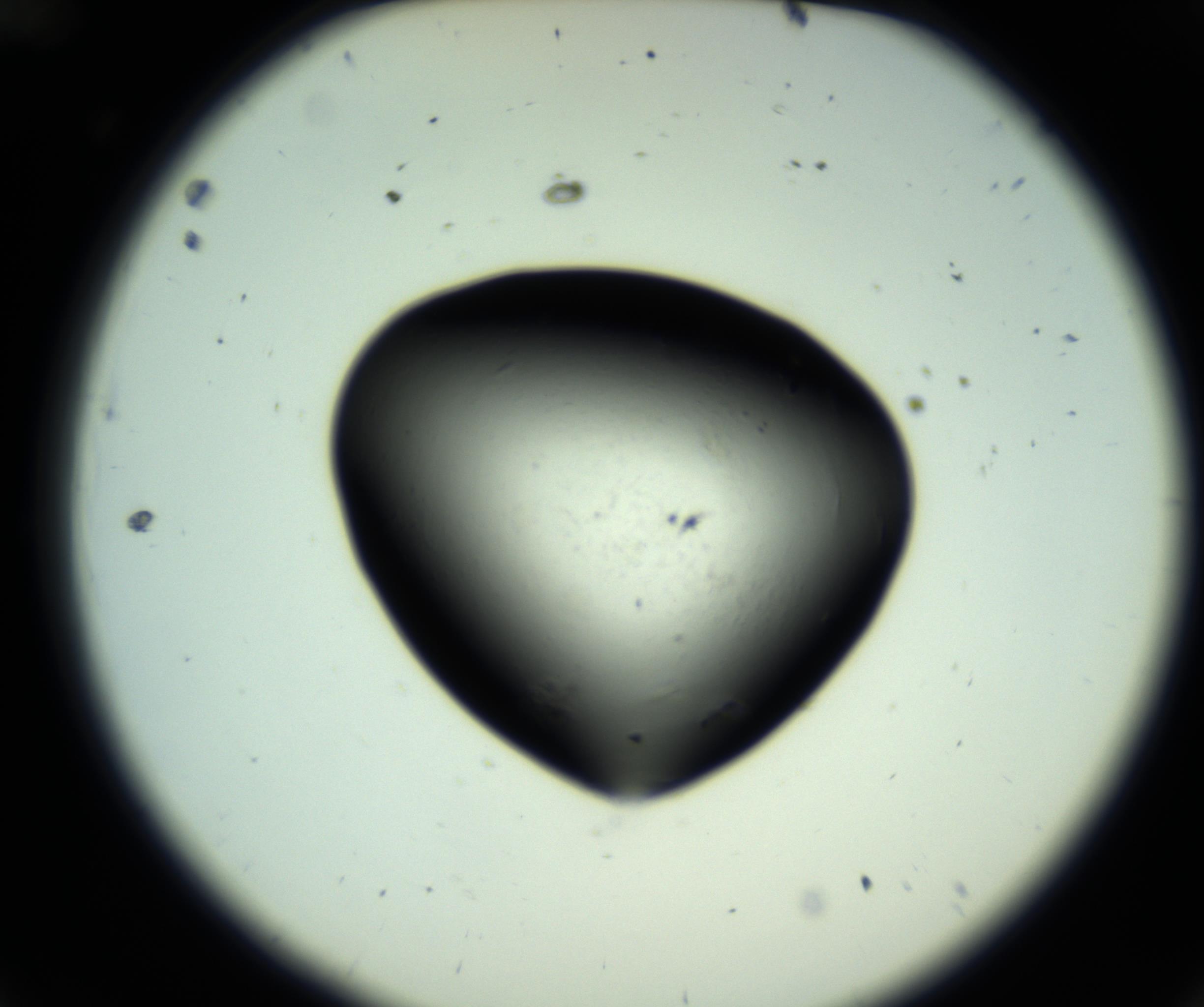 RI01_03_000_0212_Proj1_Clon1_MC_0000MC102808_006_161013_12_01_02_00_98_002_001_RAI.jpg