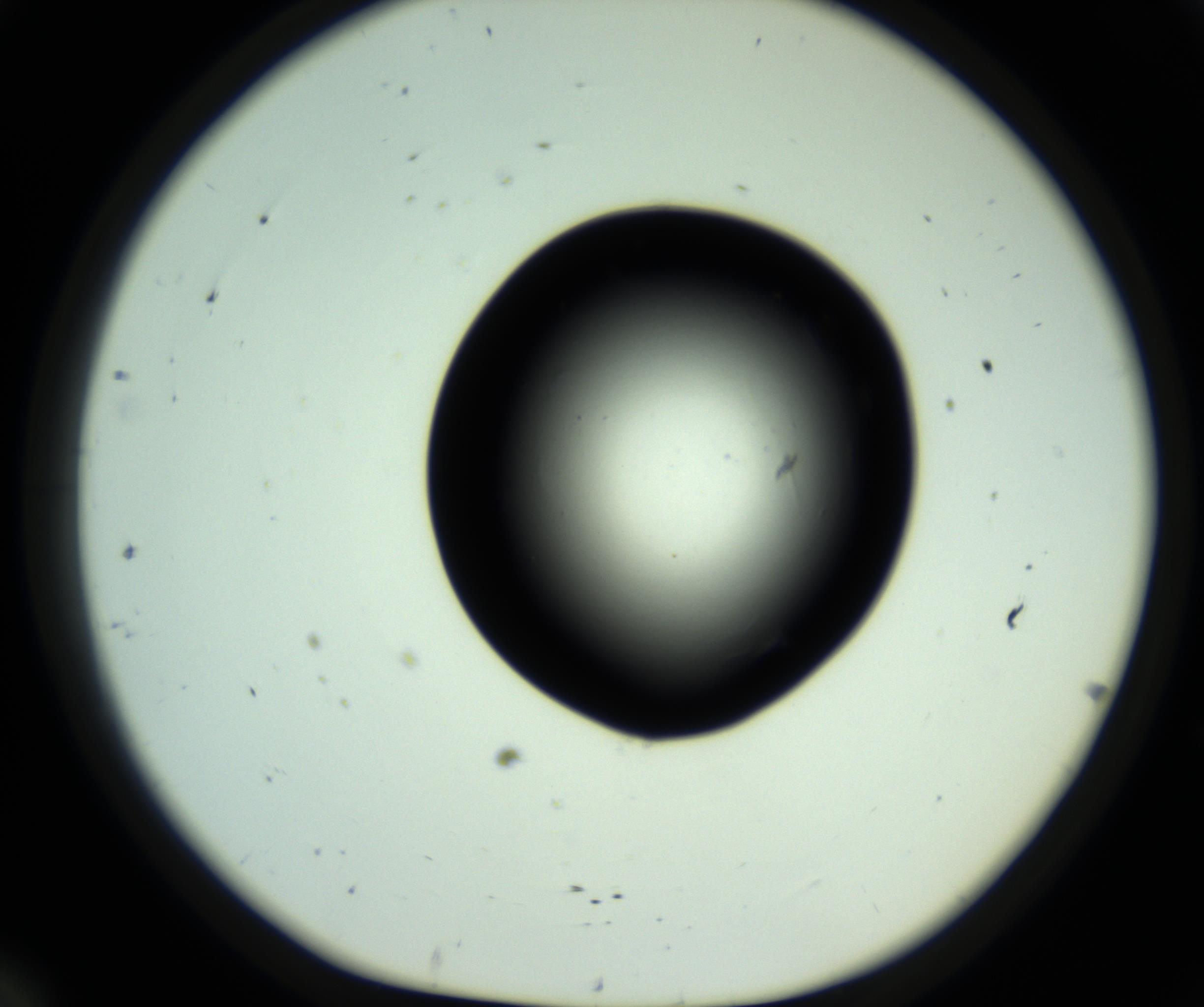 RI01_03_000_0212_Proj1_Clon1_MC_0000MC102808_006_161013_12_02_01_00_98_002_001_RAI.jpg