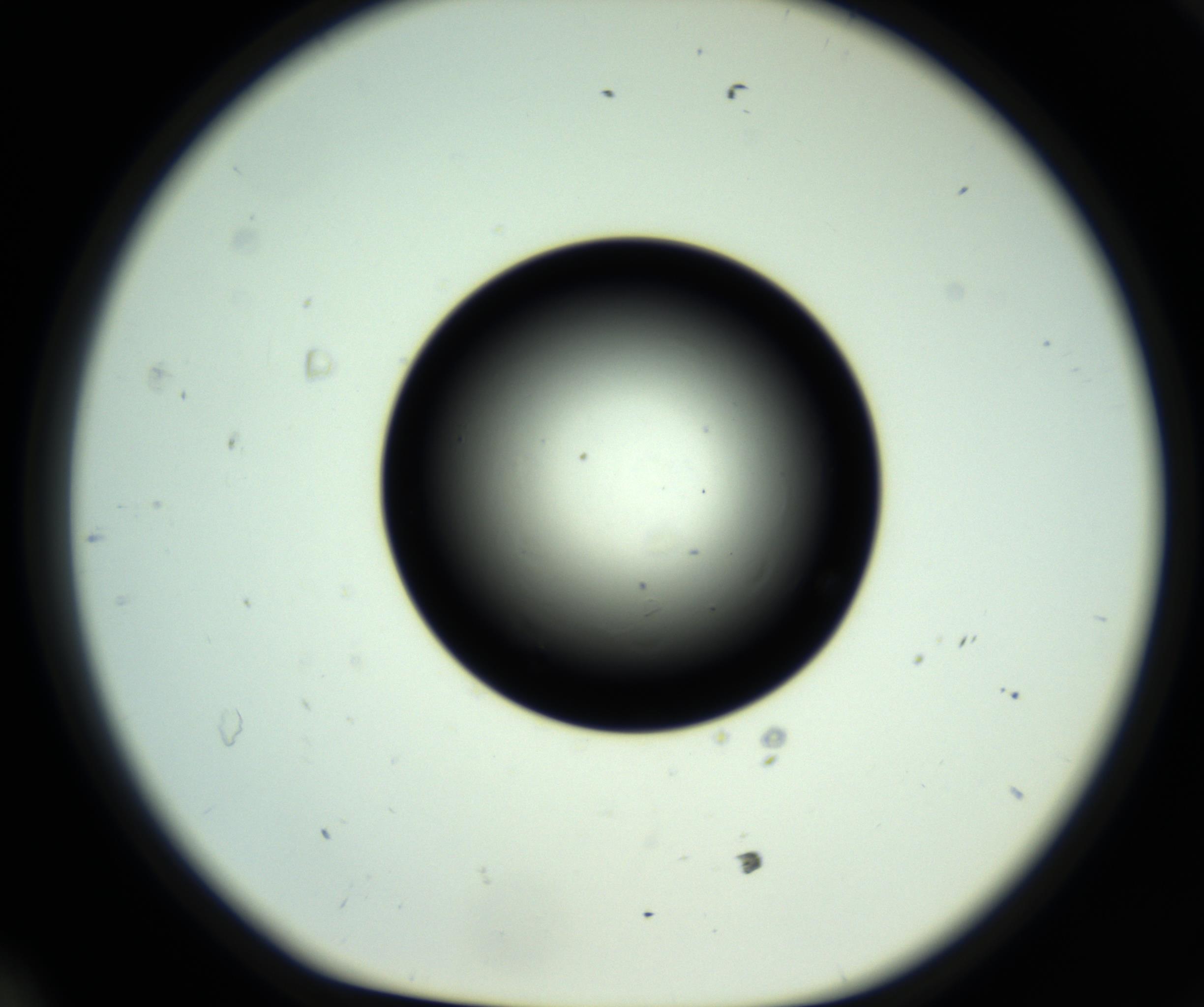 RI01_03_000_0212_Proj1_Clon1_MC_0000MC102808_006_161013_12_04_01_00_98_002_001_RAI.jpg