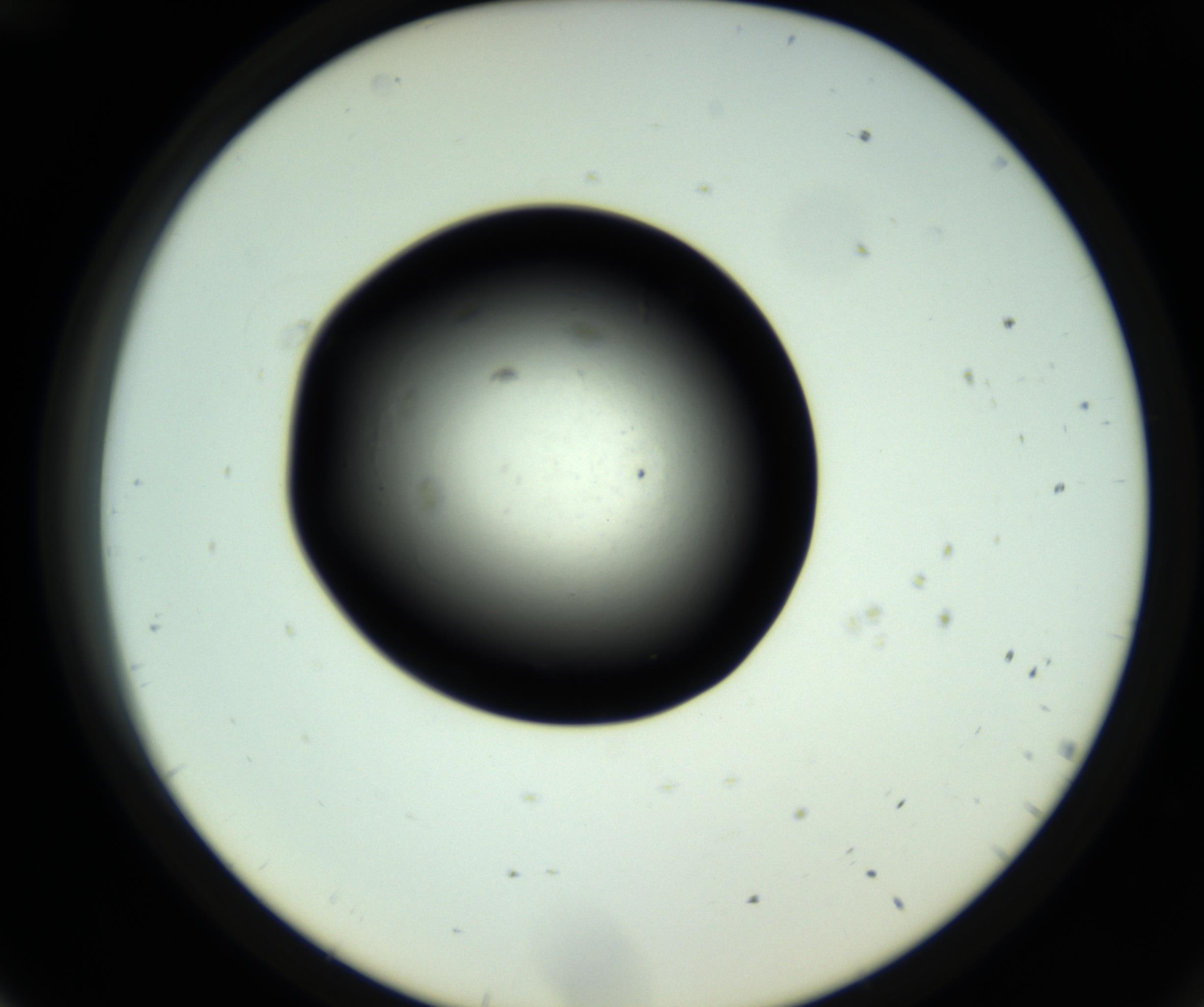 RI01_03_000_0212_Proj1_Clon1_MC_0000MC102808_006_161013_12_04_02_00_98_002_001_RAI.jpg