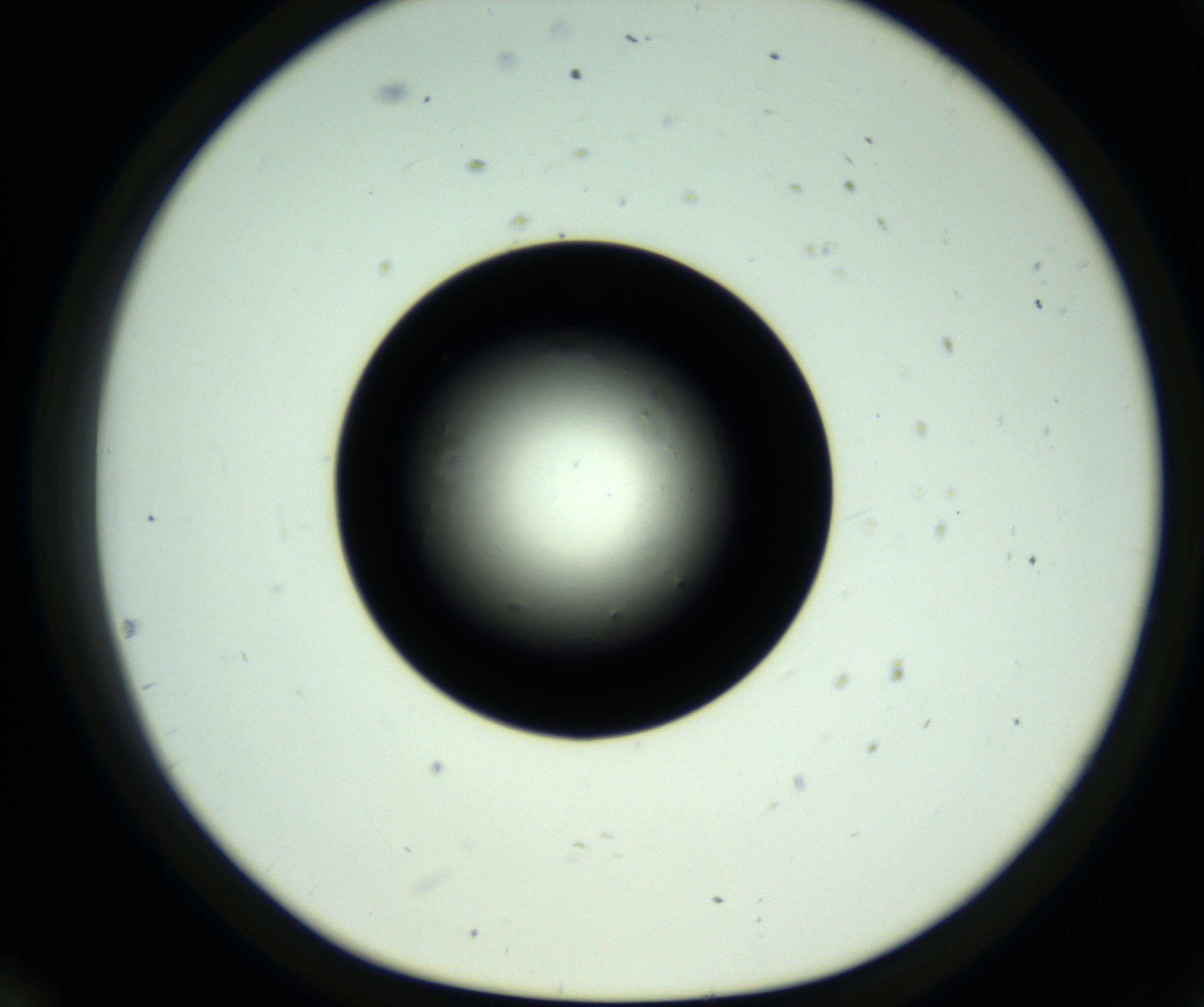 RI01_03_000_0212_Proj1_Clon1_MC_0000MC102808_006_161013_12_05_01_00_98_002_001_RAI.jpg
