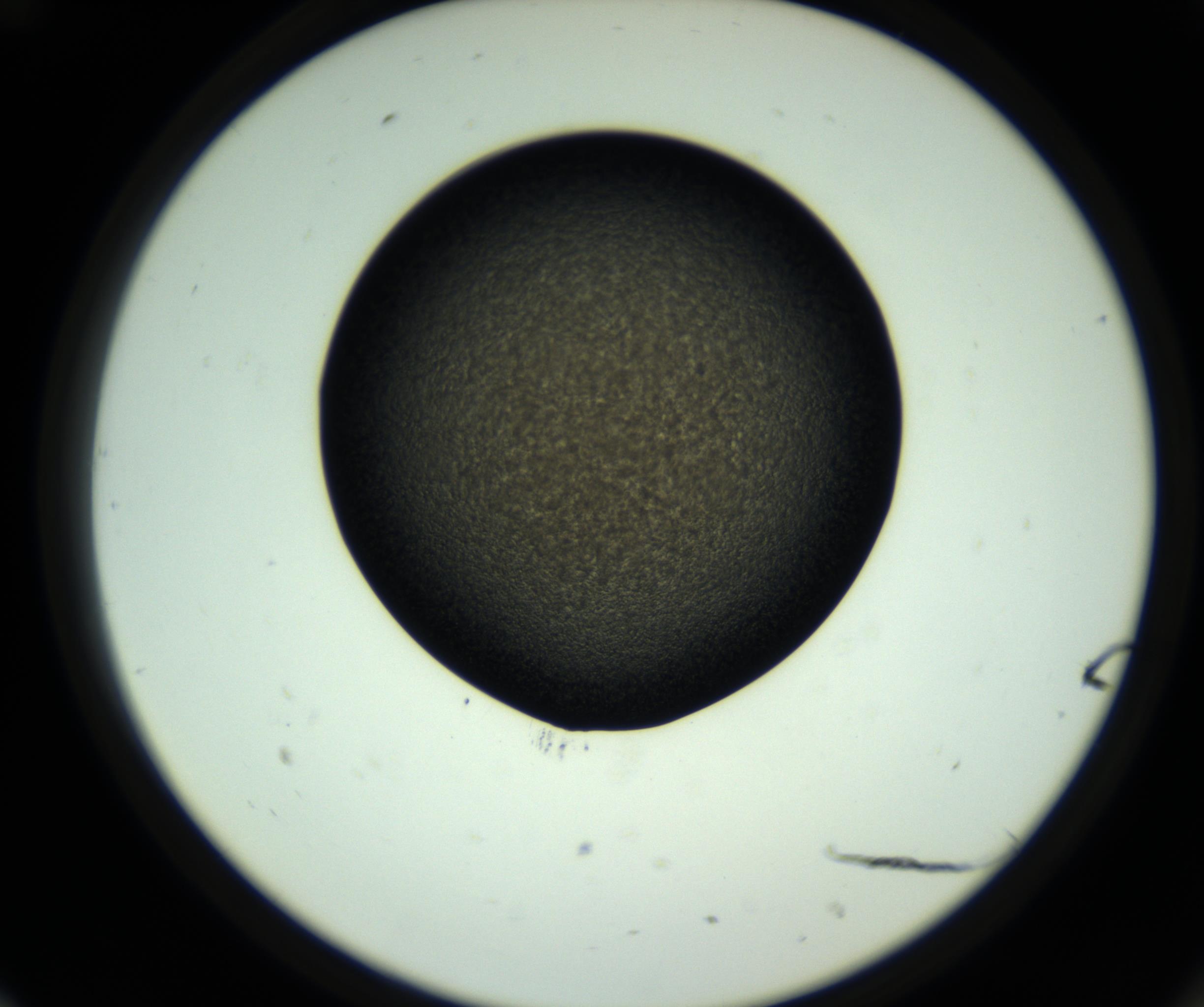 RI01_03_000_0212_Proj1_Clon1_MC_0000MC102808_006_161013_12_06_02_00_98_002_001_RAI.jpg