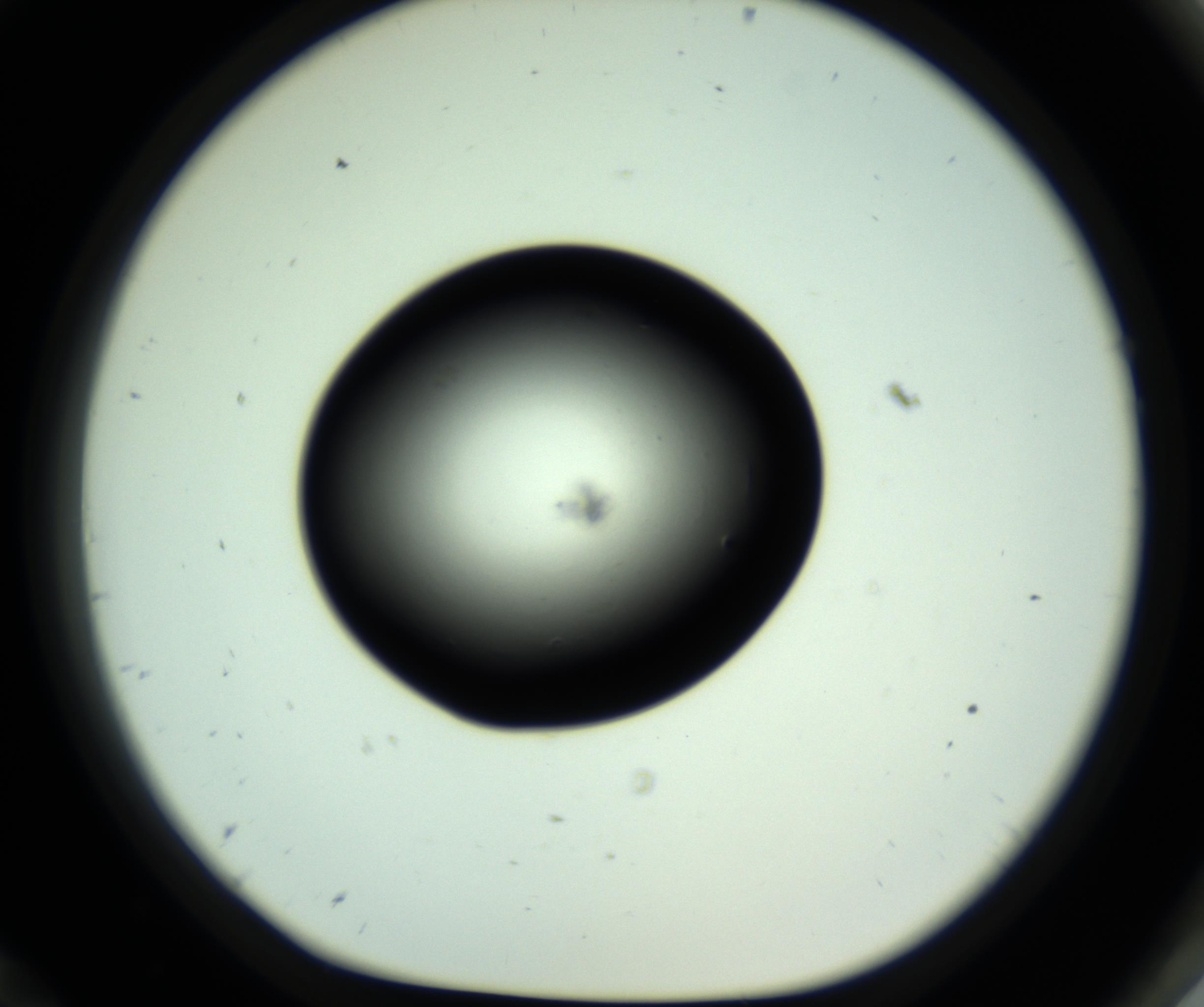RI01_03_000_0212_Proj1_Clon1_MC_0000MC102808_006_161013_12_08_01_00_98_002_001_RAI.jpg