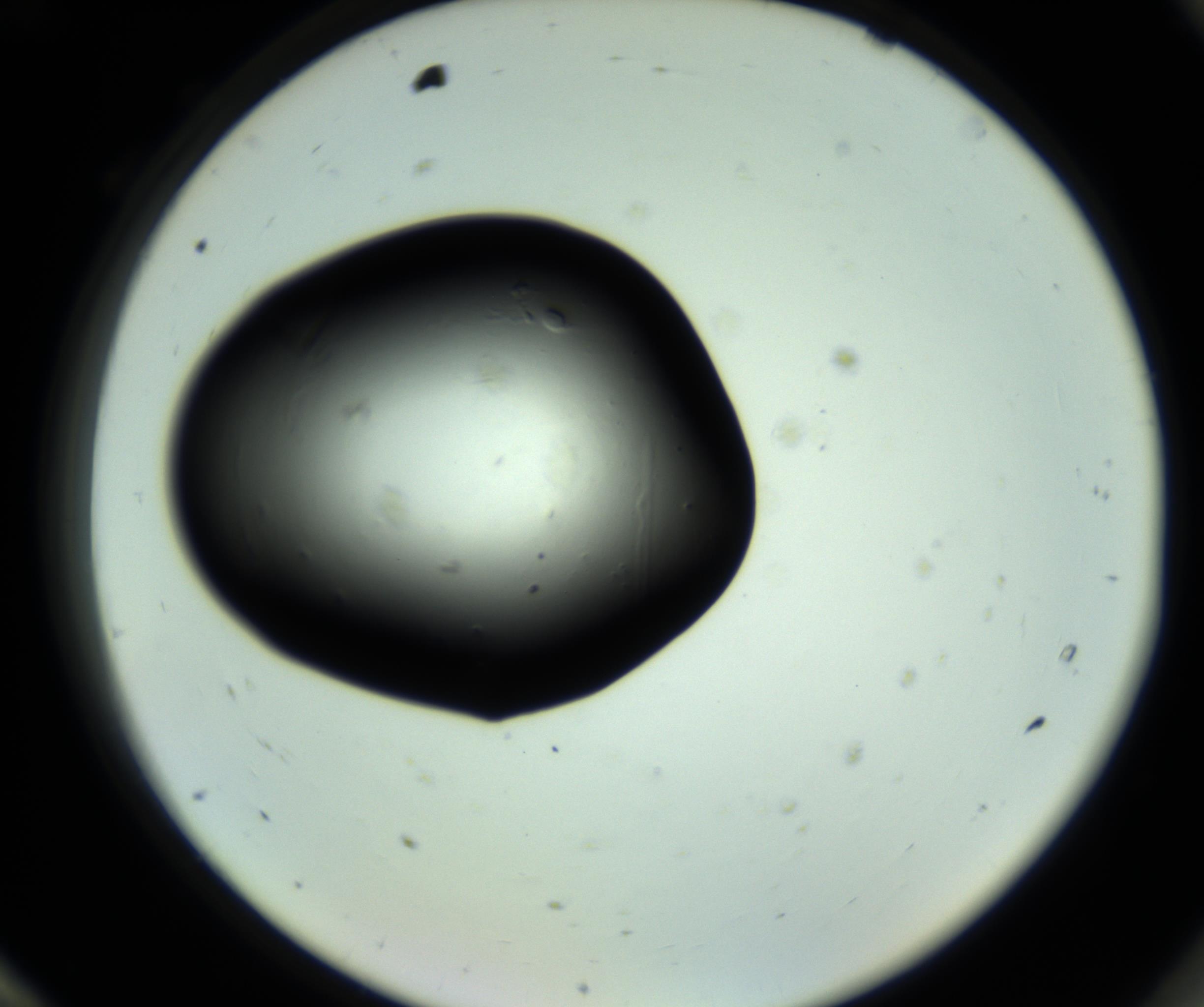 RI01_03_000_0212_Proj1_Clon1_MC_0000MC102808_006_161013_12_08_02_00_98_002_001_RAI.jpg