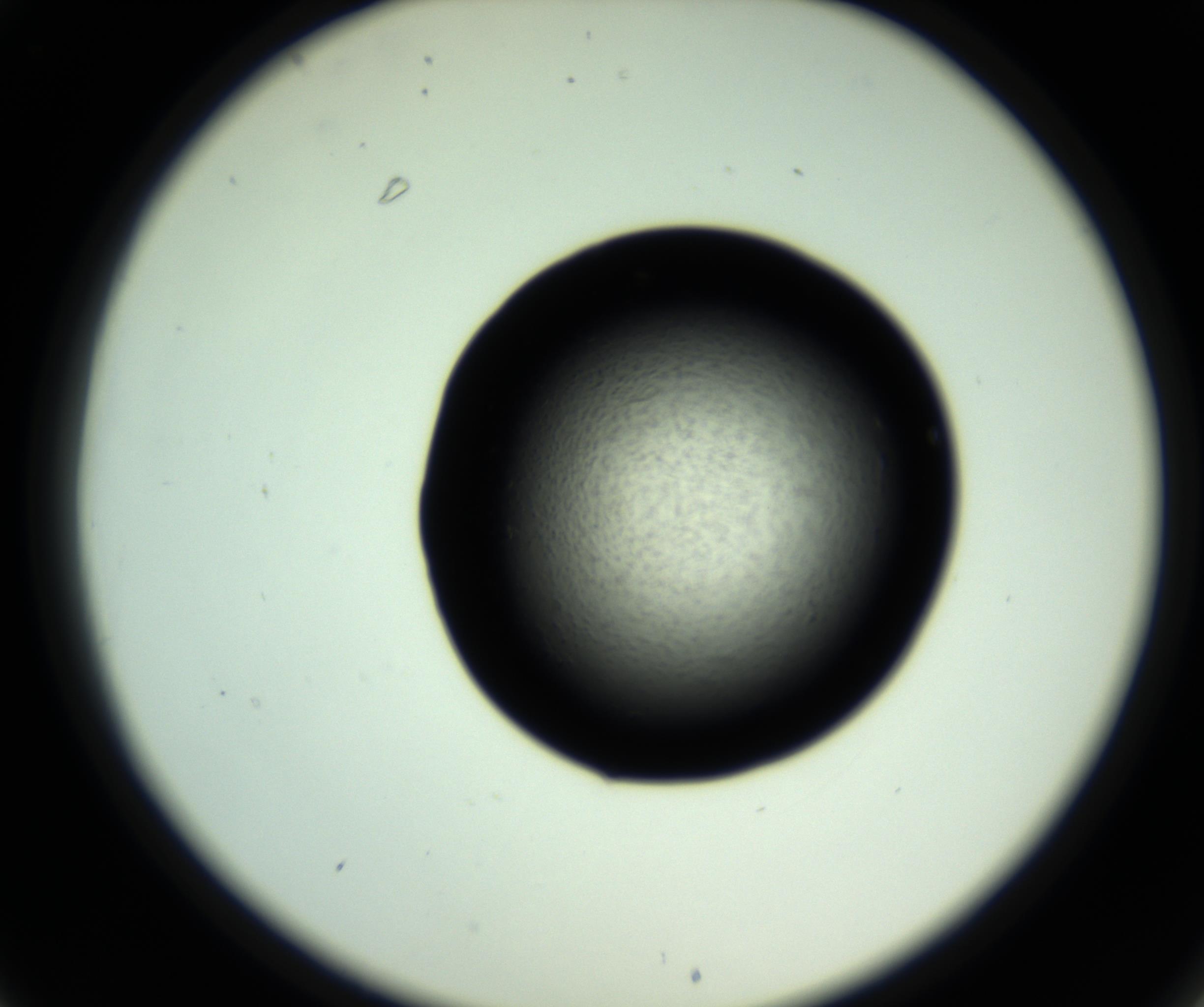 RI01_03_000_0212_Proj1_Clon1_MC_0000MC102809_006_161013_01_03_02_00_98_002_001_RAI.jpg