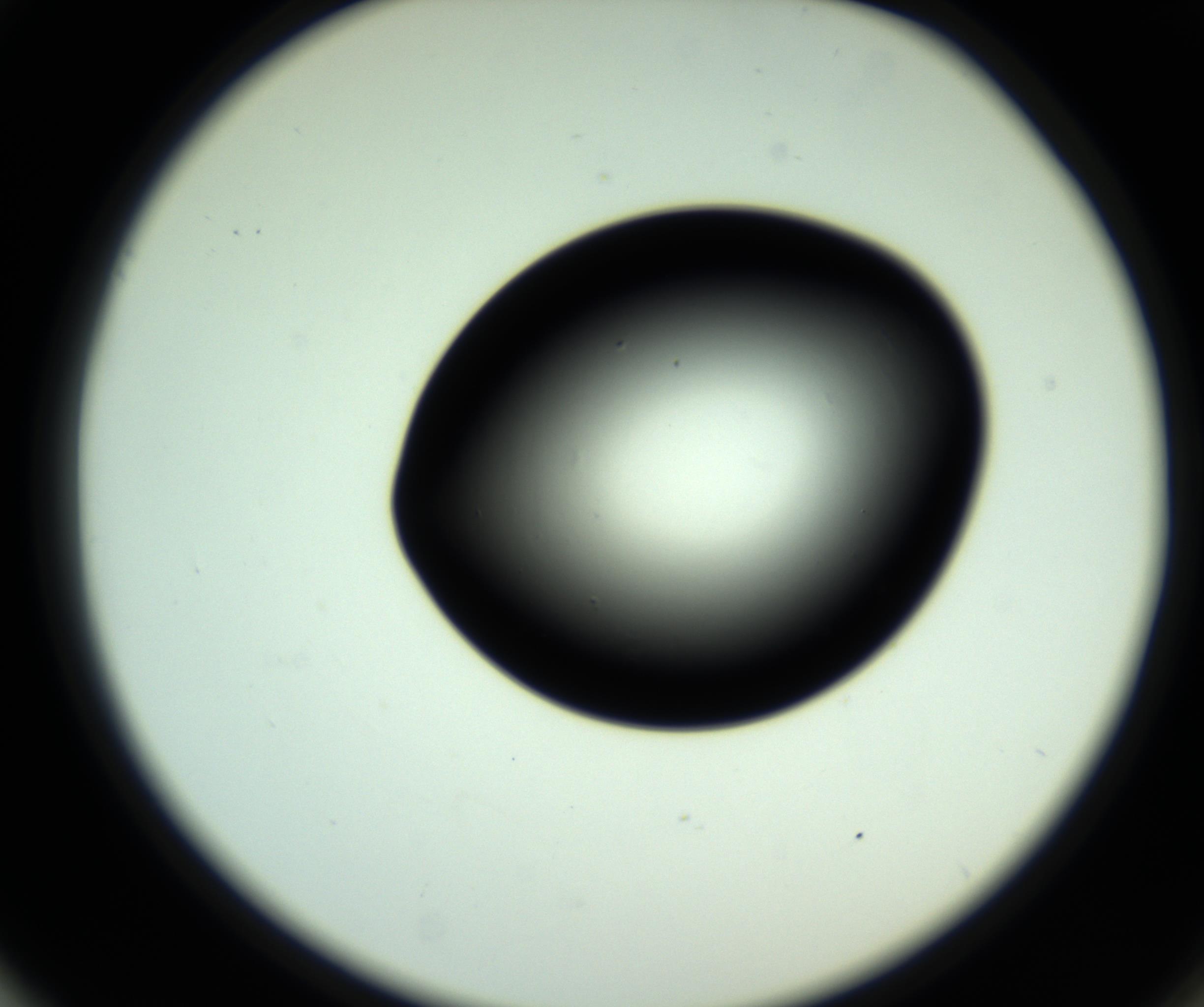 RI01_03_000_0212_Proj1_Clon1_MC_0000MC102809_006_161013_01_05_02_00_98_002_001_RAI.jpg