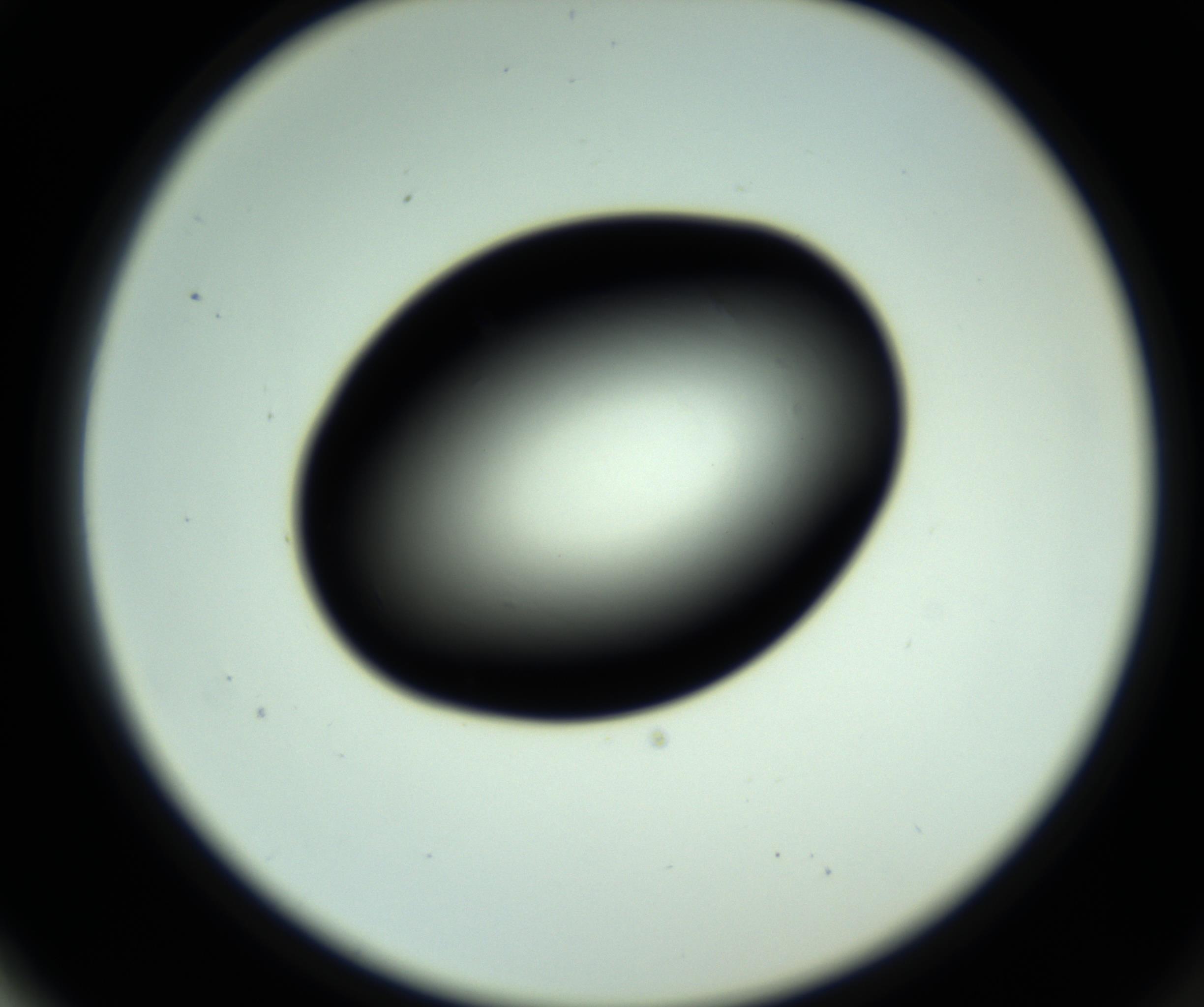 RI01_03_000_0212_Proj1_Clon1_MC_0000MC102809_006_161013_02_06_02_00_98_002_001_RAI.jpg