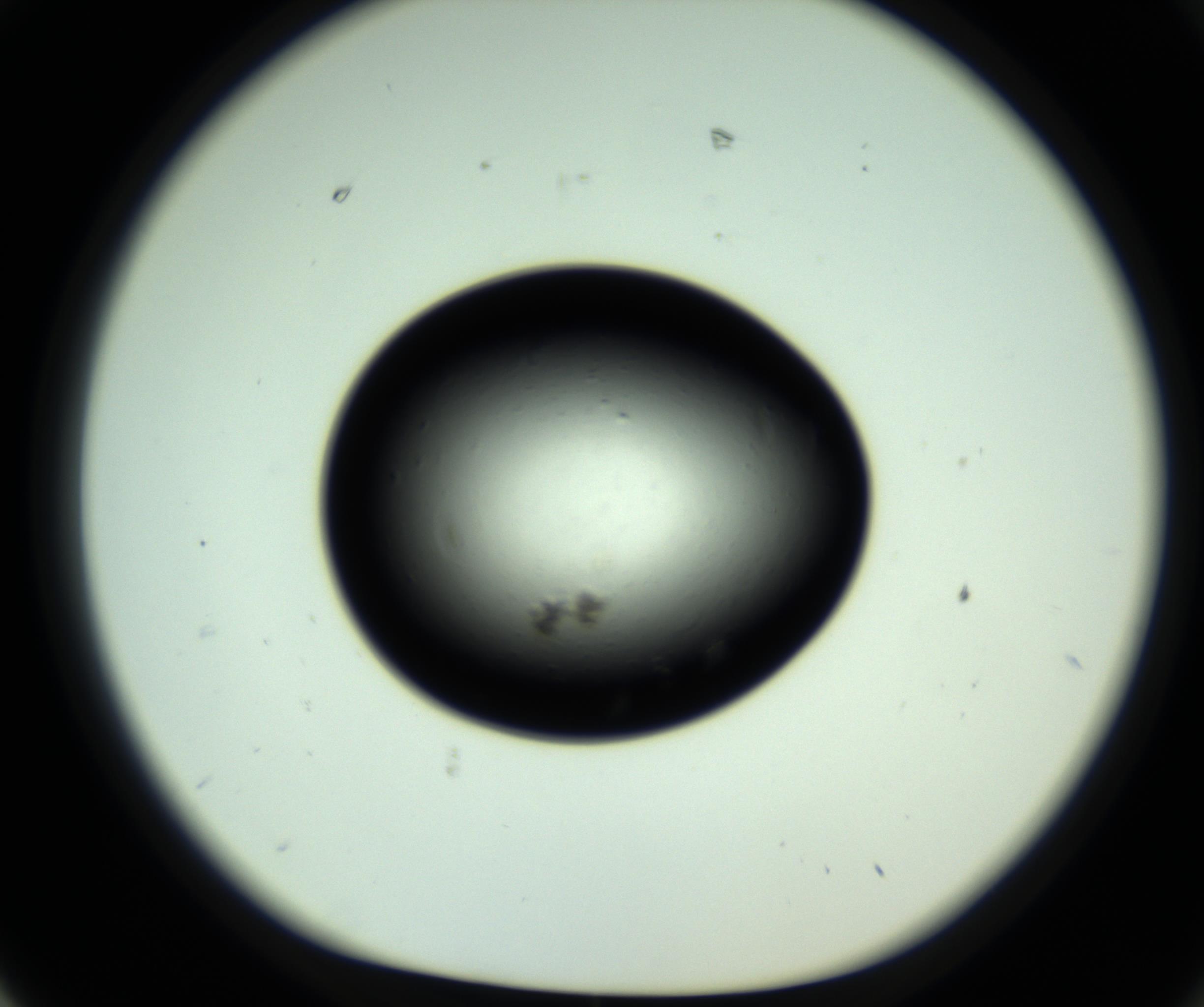 RI01_03_000_0212_Proj1_Clon1_MC_0000MC102809_006_161013_02_07_01_00_98_002_001_RAI.jpg