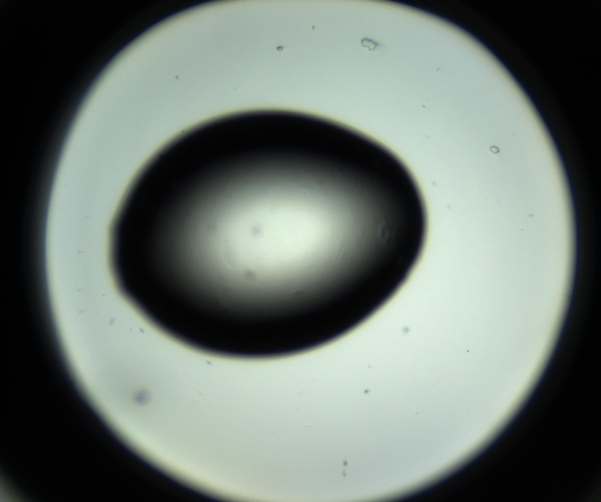 RI01_03_000_0212_Proj1_Clon1_MC_0000MC102809_006_161013_02_07_02_00_98_002_001_RAI.jpg