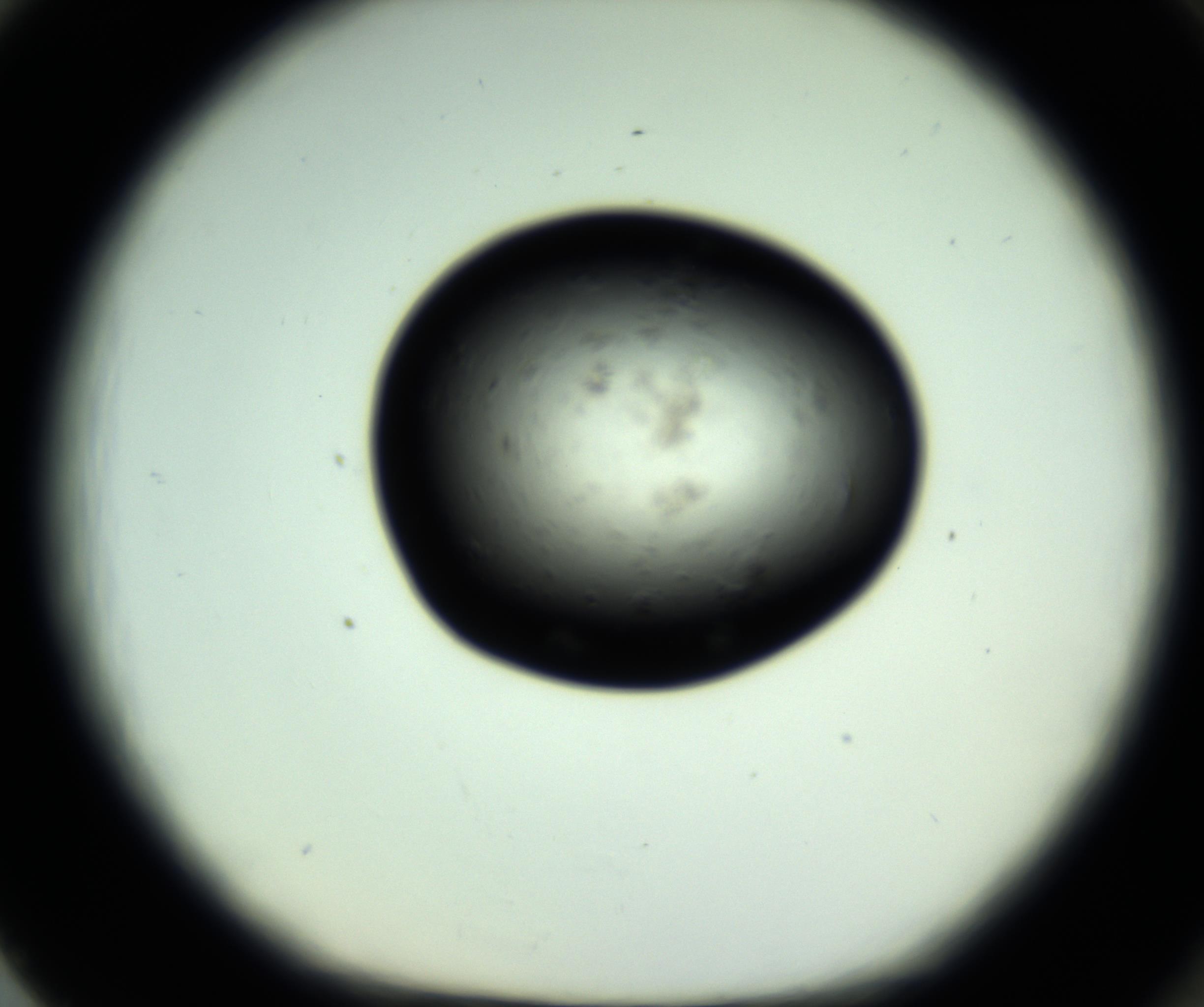 RI01_03_000_0212_Proj1_Clon1_MC_0000MC102809_006_161013_02_08_01_00_98_002_001_RAI.jpg