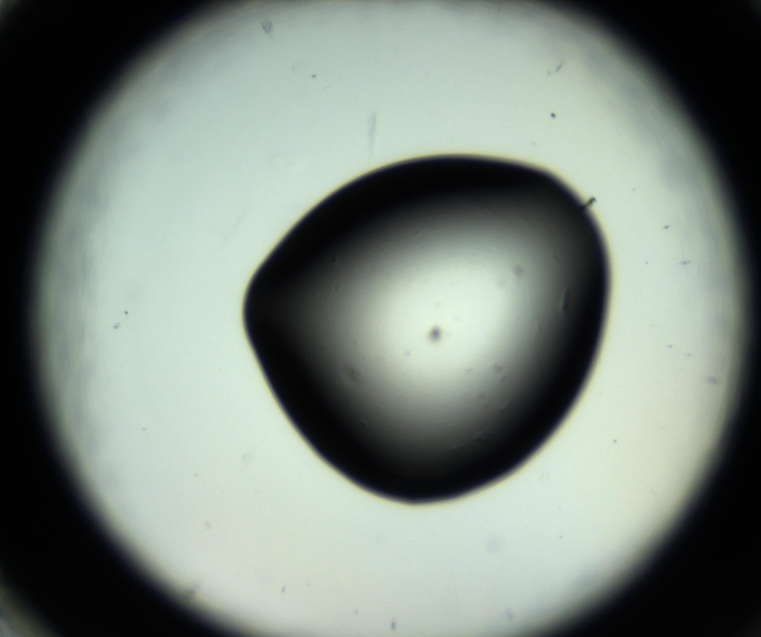RI01_03_000_0212_Proj1_Clon1_MC_0000MC102809_006_161013_02_08_02_00_98_002_001_RAI.jpg