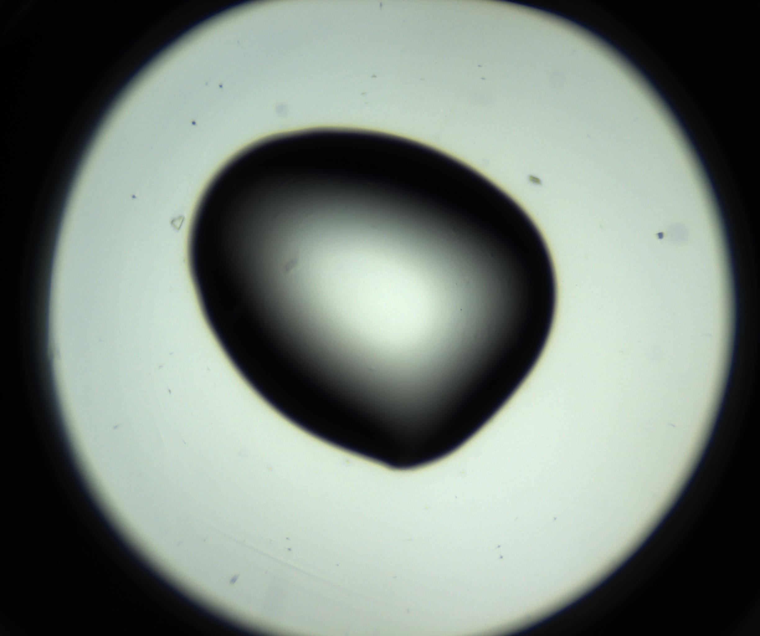 RI01_03_000_0212_Proj1_Clon1_MC_0000MC102809_006_161013_03_01_02_00_98_002_001_RAI.jpg