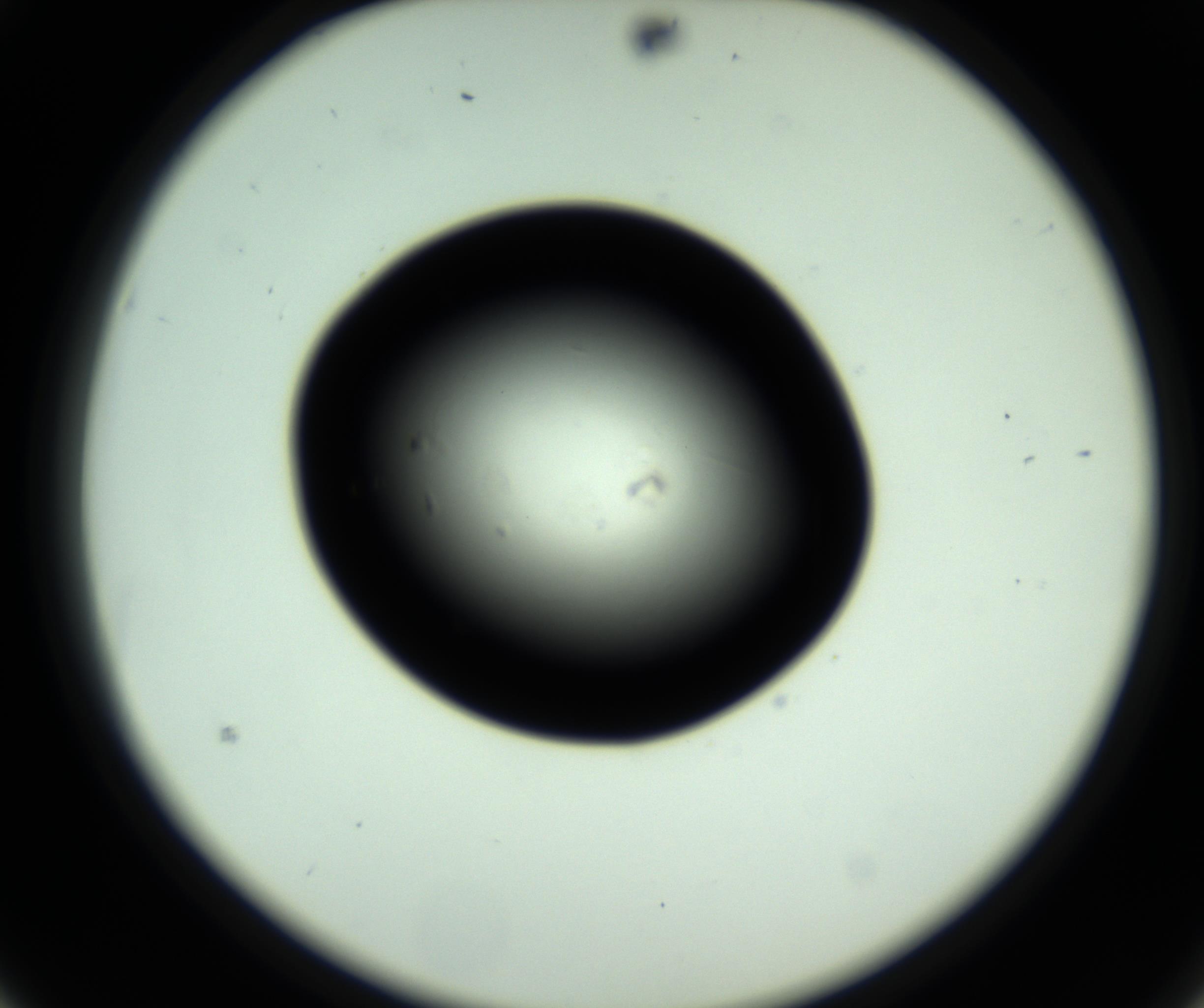 RI01_03_000_0212_Proj1_Clon1_MC_0000MC102809_006_161013_03_02_02_00_98_002_001_RAI.jpg
