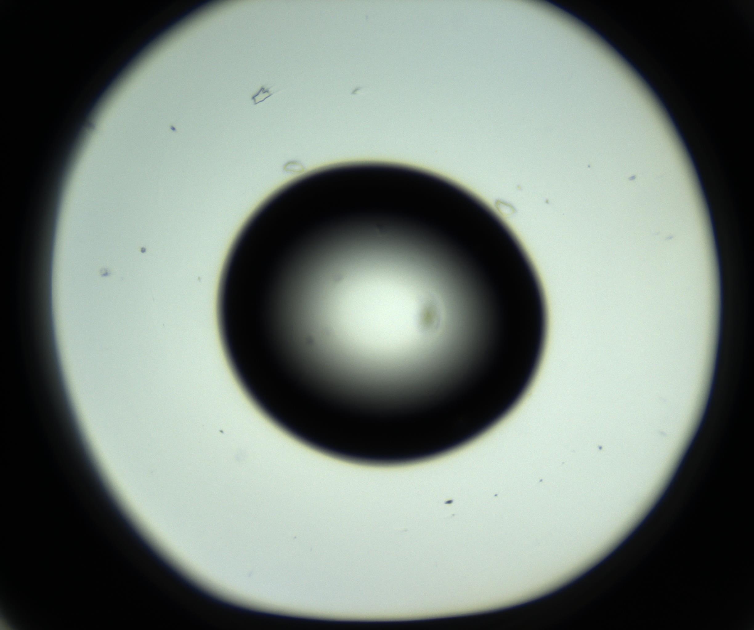 RI01_03_000_0212_Proj1_Clon1_MC_0000MC102809_006_161013_03_06_01_00_98_002_001_RAI.jpg
