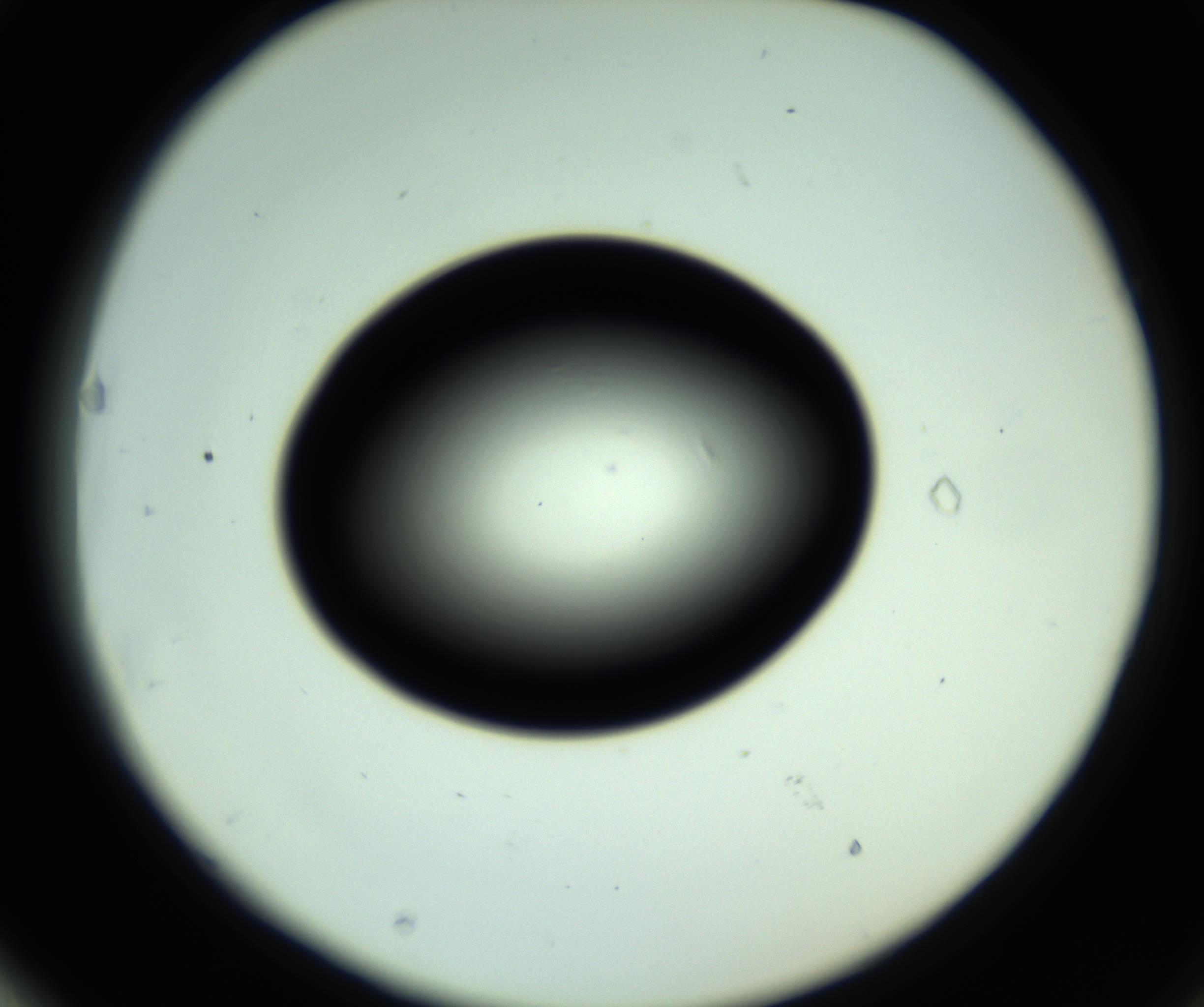 RI01_03_000_0212_Proj1_Clon1_MC_0000MC102809_006_161013_03_06_02_00_98_002_001_RAI.jpg