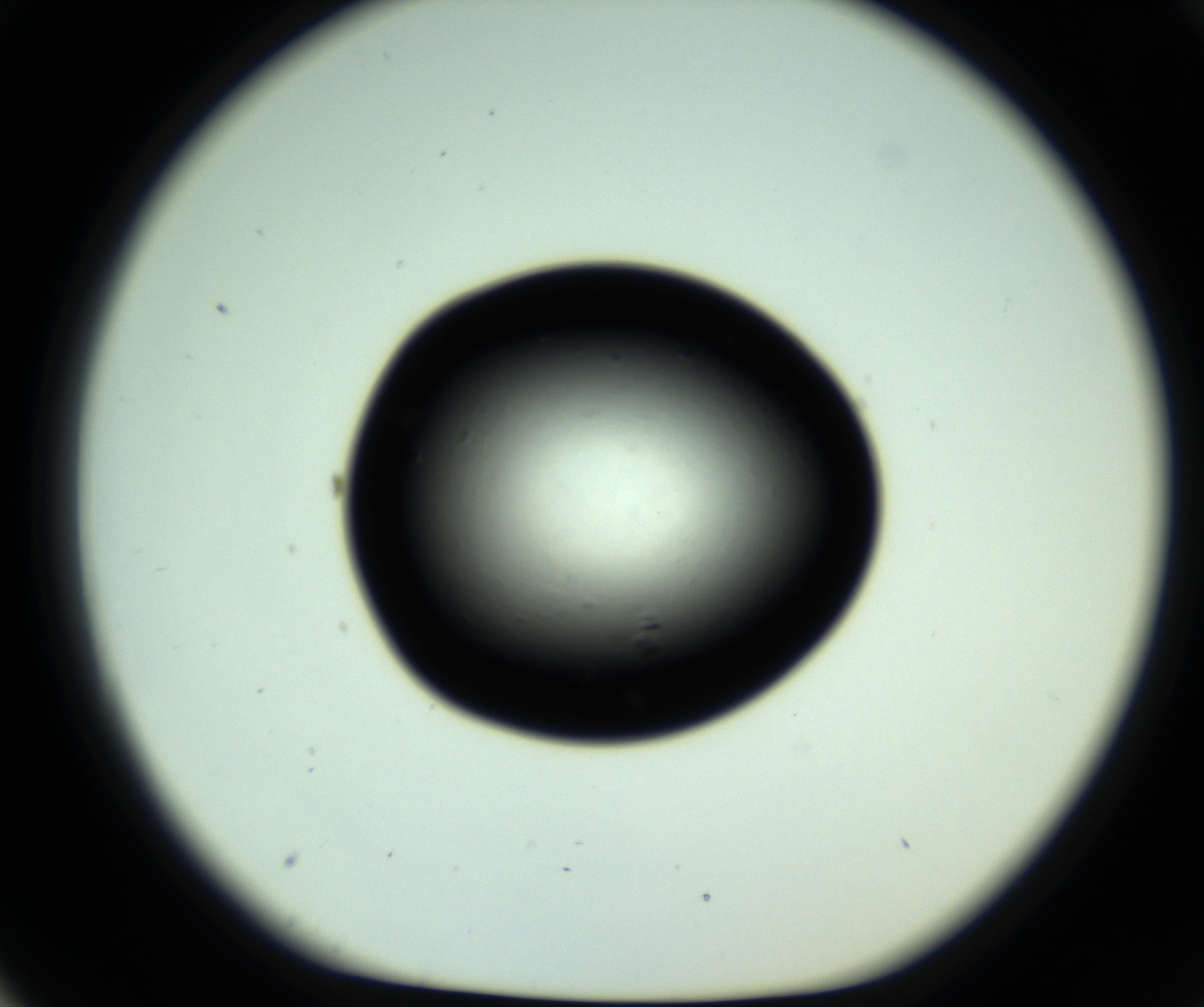 RI01_03_000_0212_Proj1_Clon1_MC_0000MC102809_006_161013_03_07_01_00_98_002_001_RAI.jpg