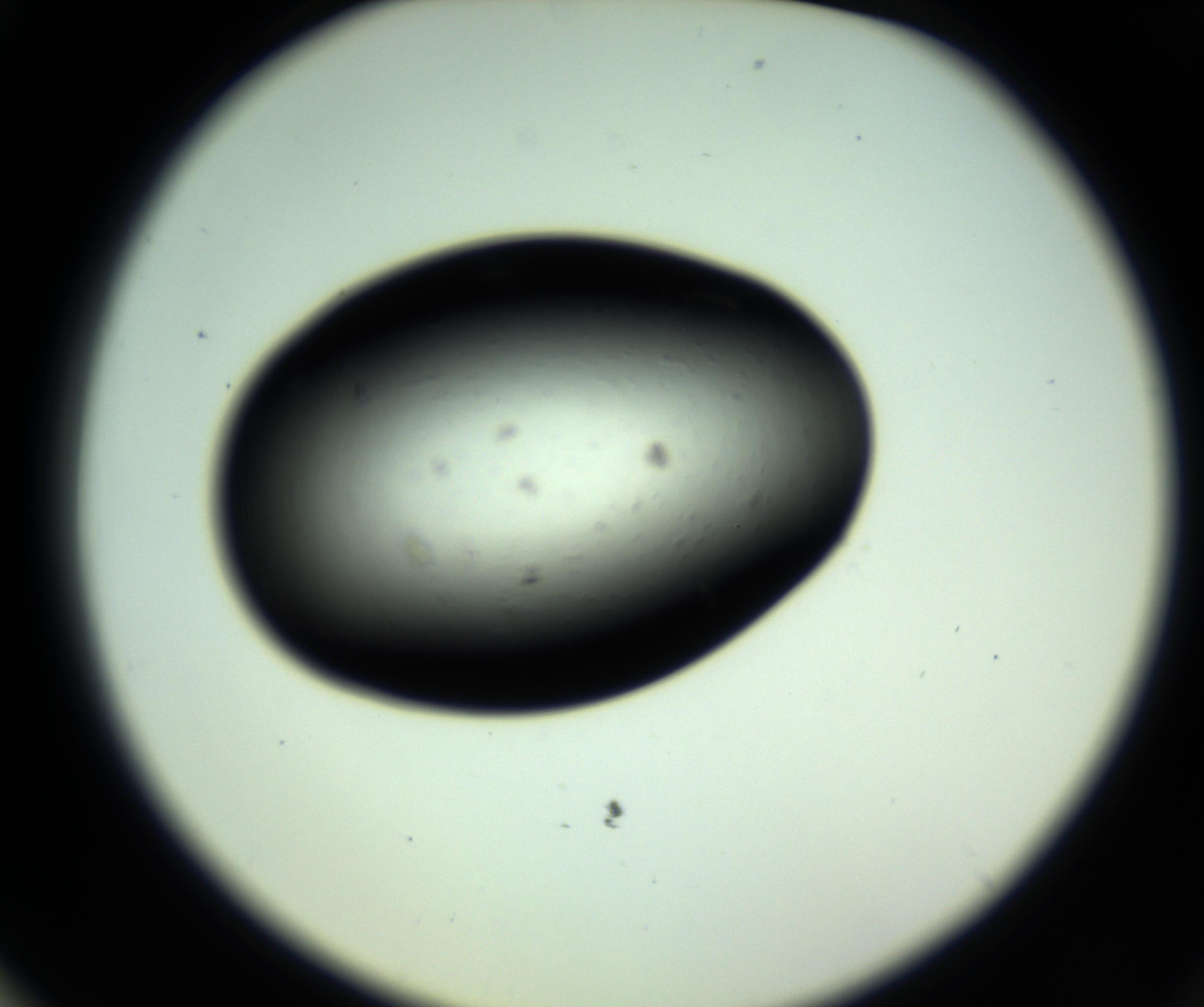 RI01_03_000_0212_Proj1_Clon1_MC_0000MC102809_006_161013_03_07_02_00_98_002_001_RAI.jpg