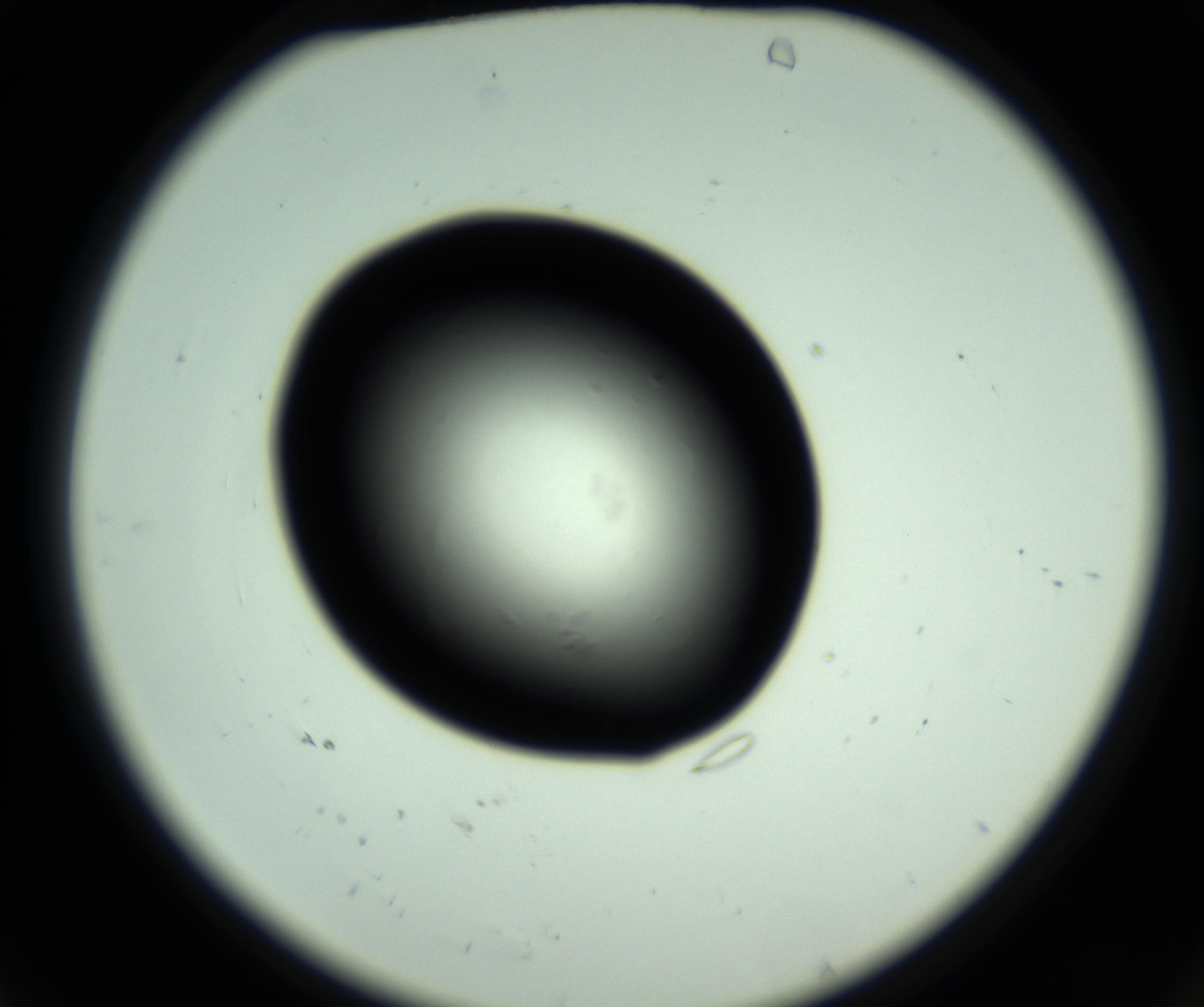 RI01_03_000_0212_Proj1_Clon1_MC_0000MC102809_006_161013_04_01_02_00_98_002_001_RAI.jpg