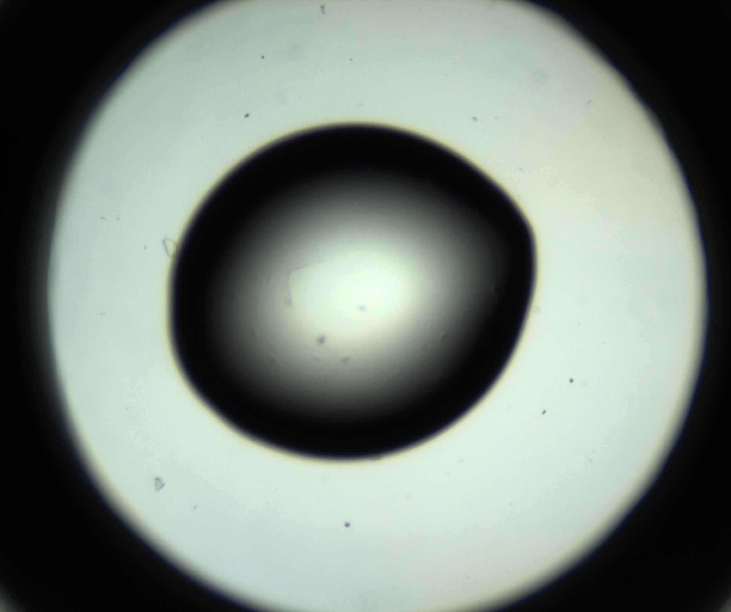 RI01_03_000_0212_Proj1_Clon1_MC_0000MC102809_006_161013_04_04_02_00_98_002_001_RAI.jpg