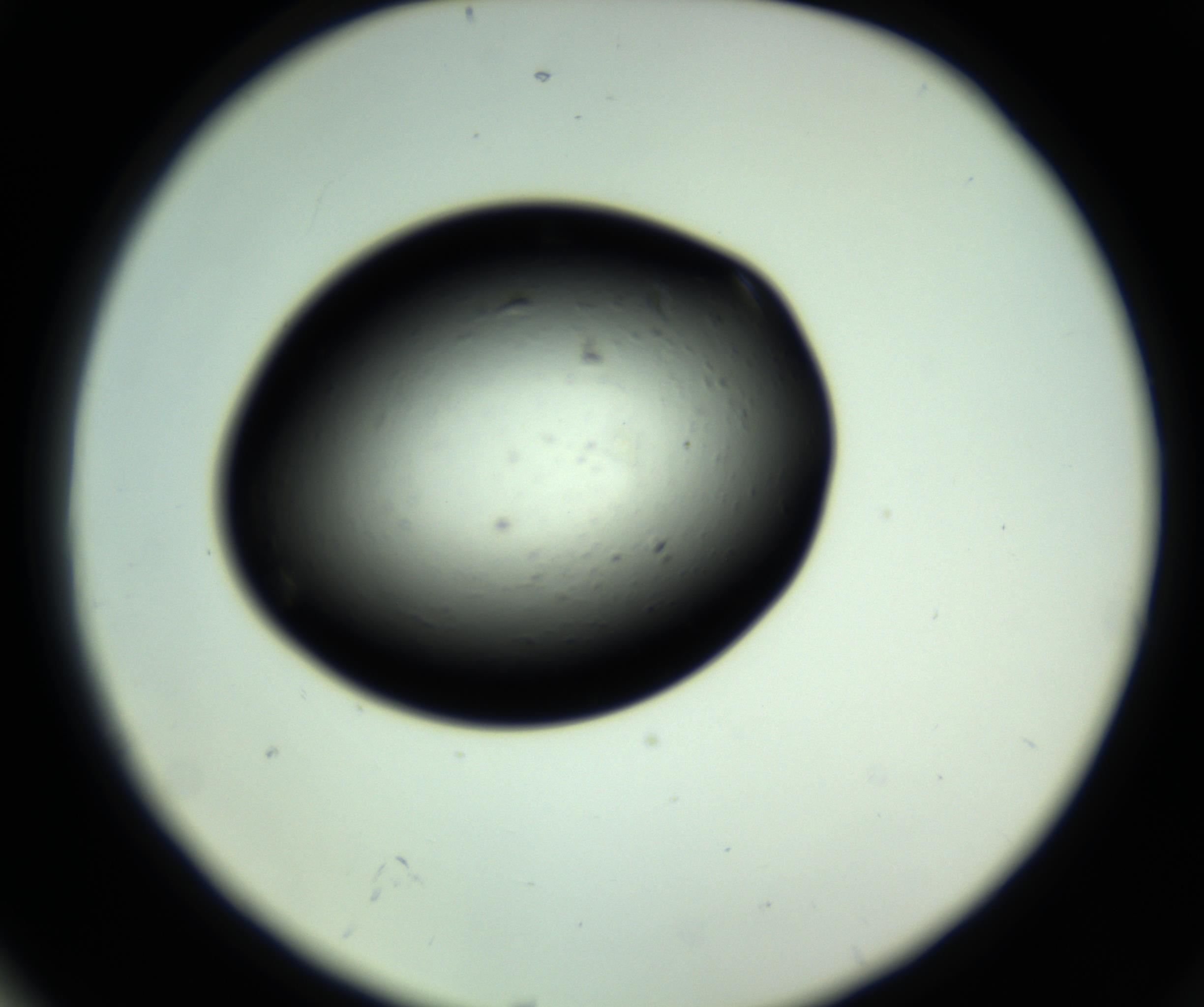 RI01_03_000_0212_Proj1_Clon1_MC_0000MC102809_006_161013_04_07_02_00_98_002_001_RAI.jpg