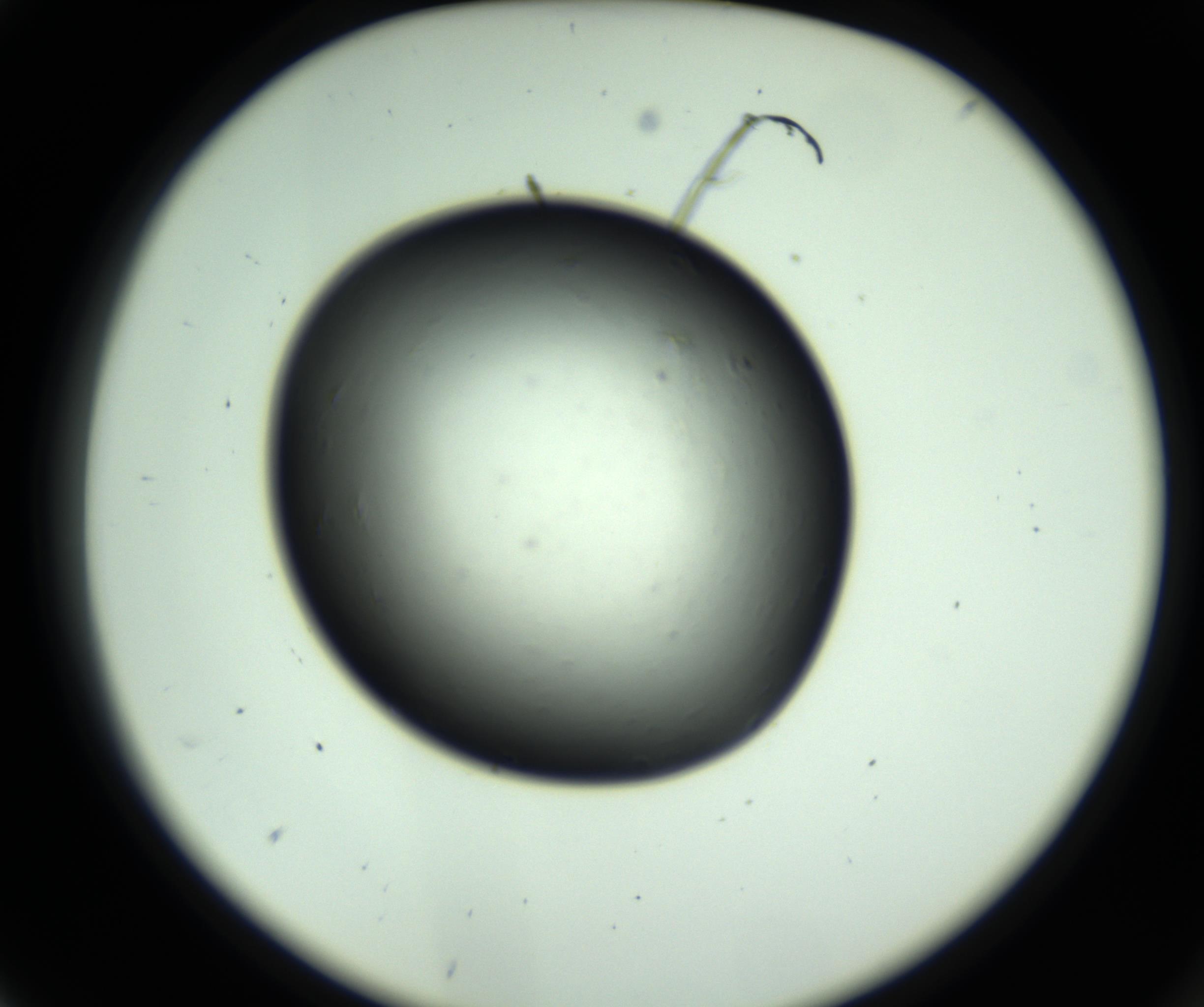 RI01_03_000_0212_Proj1_Clon1_MC_0000MC102809_006_161013_05_01_02_00_98_002_001_RAI.jpg