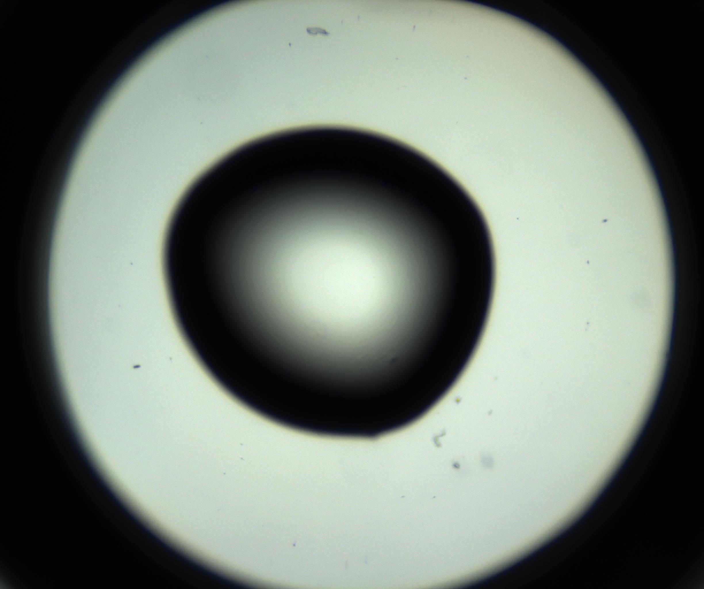RI01_03_000_0212_Proj1_Clon1_MC_0000MC102809_006_161013_05_02_02_00_98_002_001_RAI.jpg
