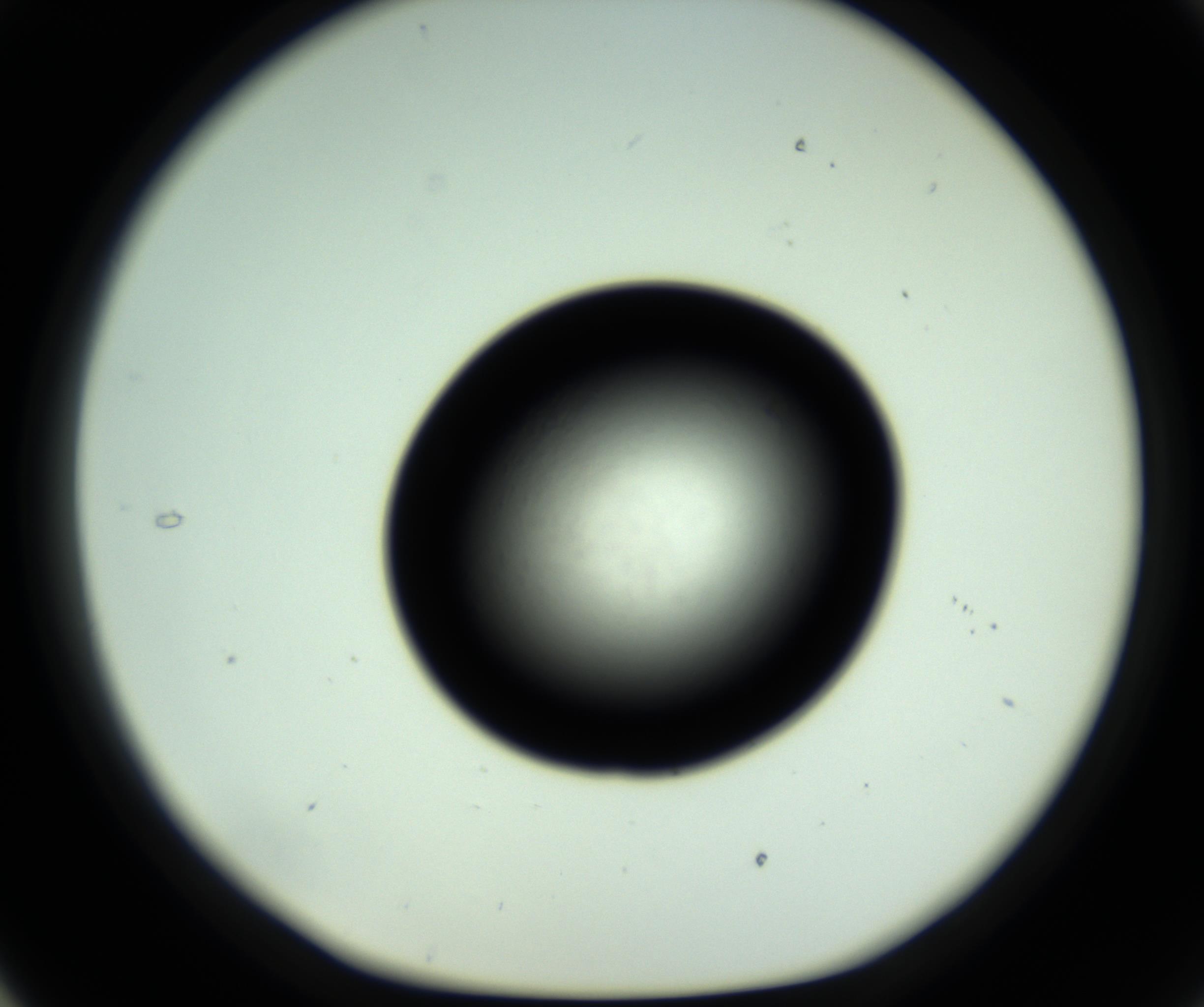 RI01_03_000_0212_Proj1_Clon1_MC_0000MC102809_006_161013_05_03_01_00_98_002_001_RAI.jpg