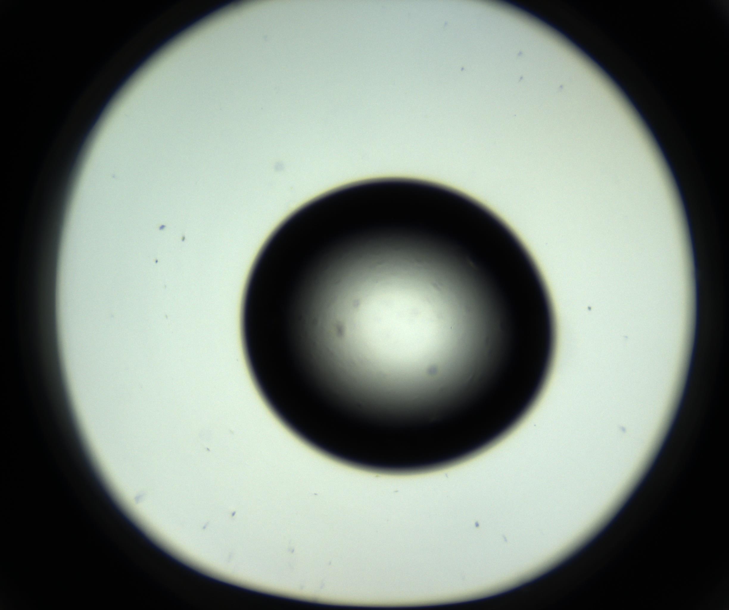 RI01_03_000_0212_Proj1_Clon1_MC_0000MC102809_006_161013_05_04_01_00_98_002_001_RAI.jpg