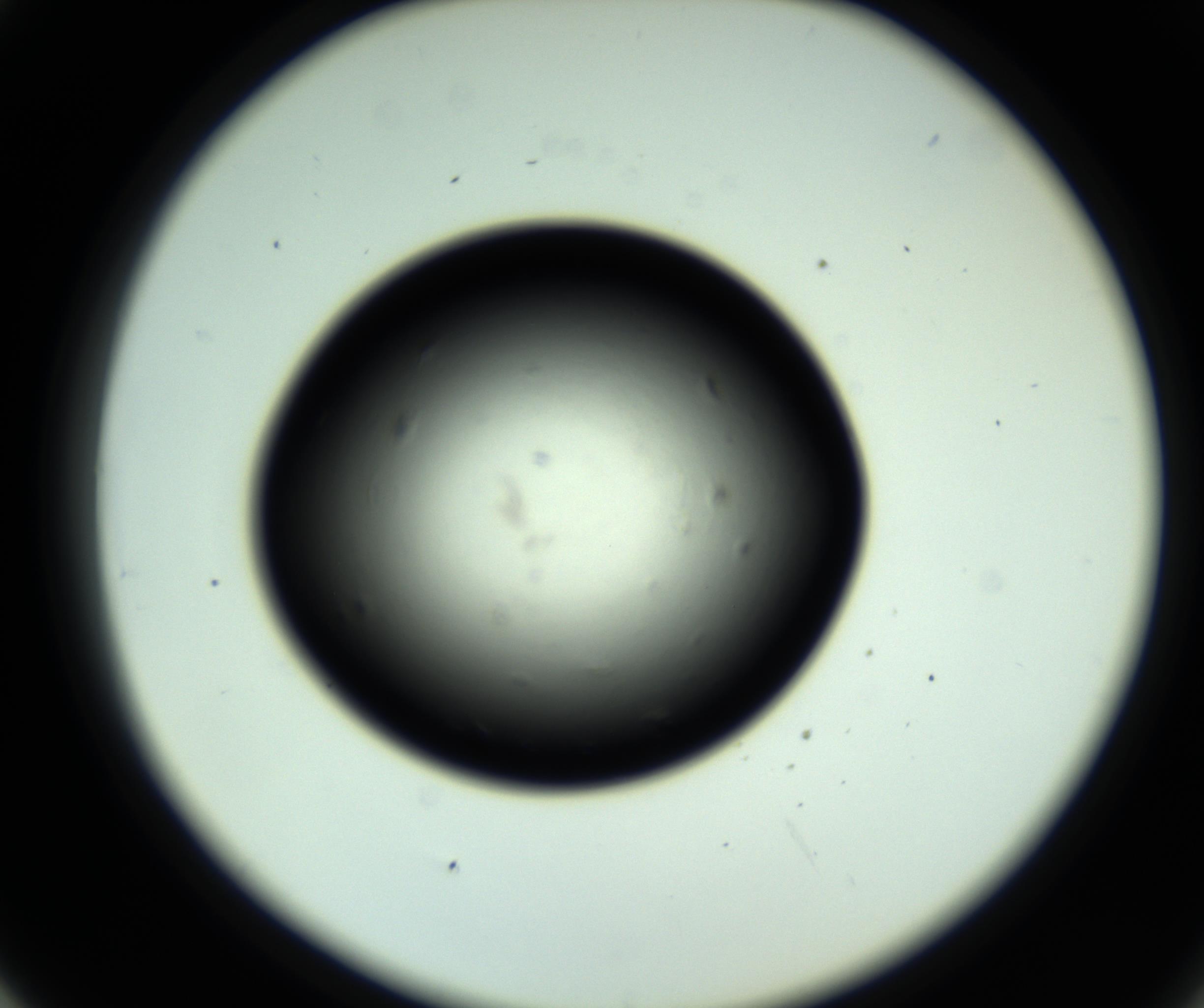 RI01_03_000_0212_Proj1_Clon1_MC_0000MC102809_006_161013_05_04_02_00_98_002_001_RAI.jpg