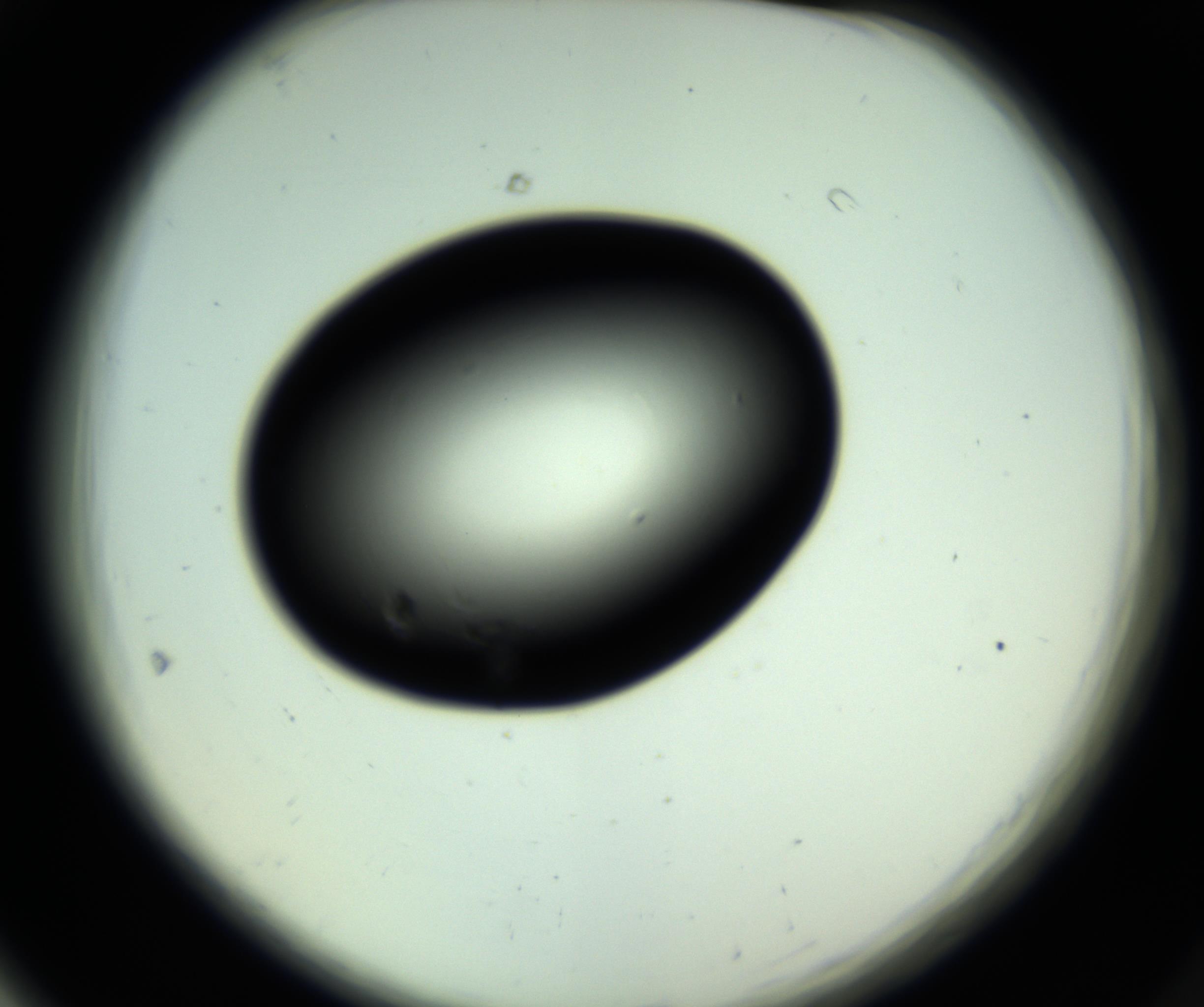 RI01_03_000_0212_Proj1_Clon1_MC_0000MC102809_006_161013_05_06_02_00_98_002_001_RAI.jpg