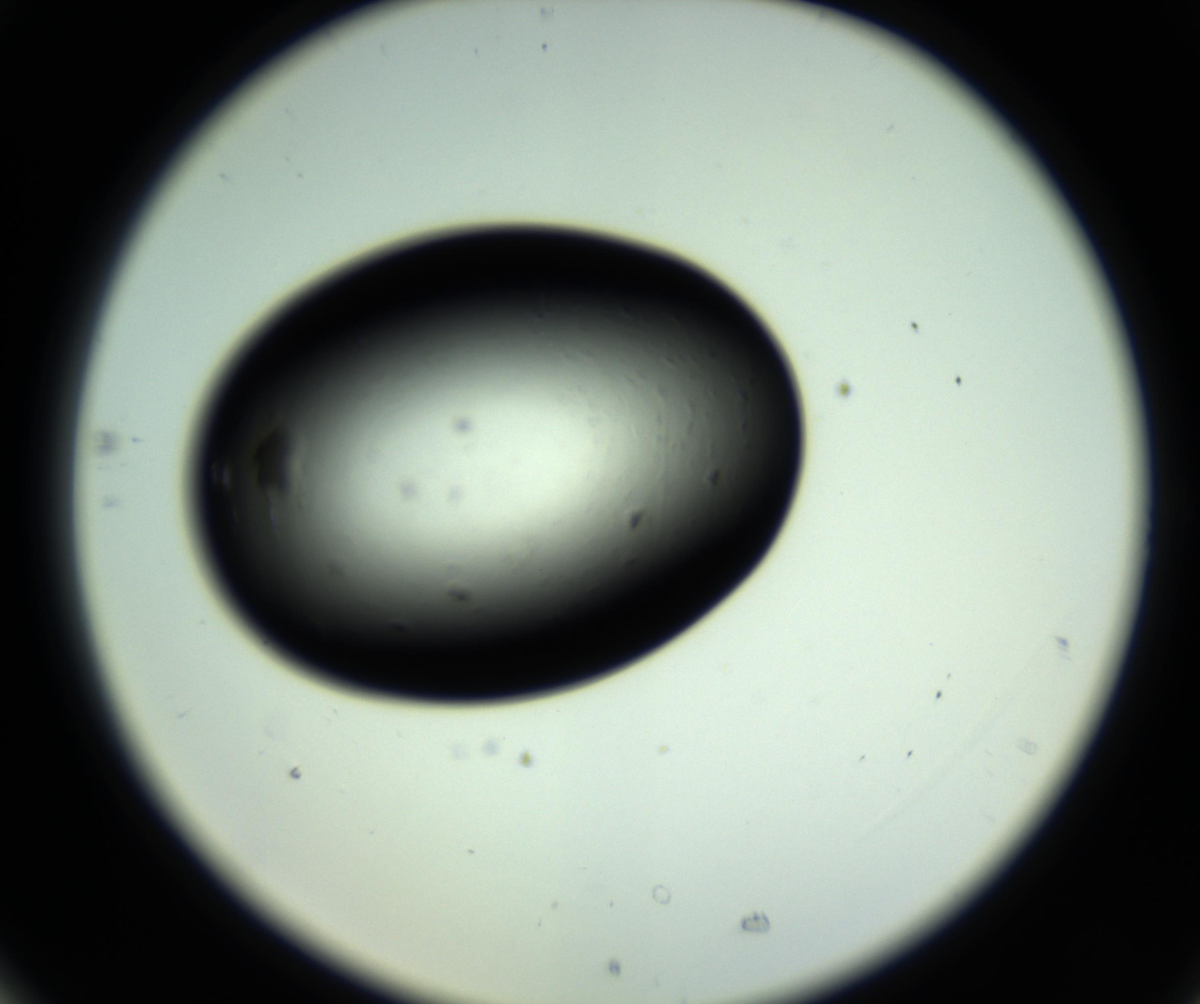 RI01_03_000_0212_Proj1_Clon1_MC_0000MC102809_006_161013_05_07_02_00_98_002_001_RAI.jpg