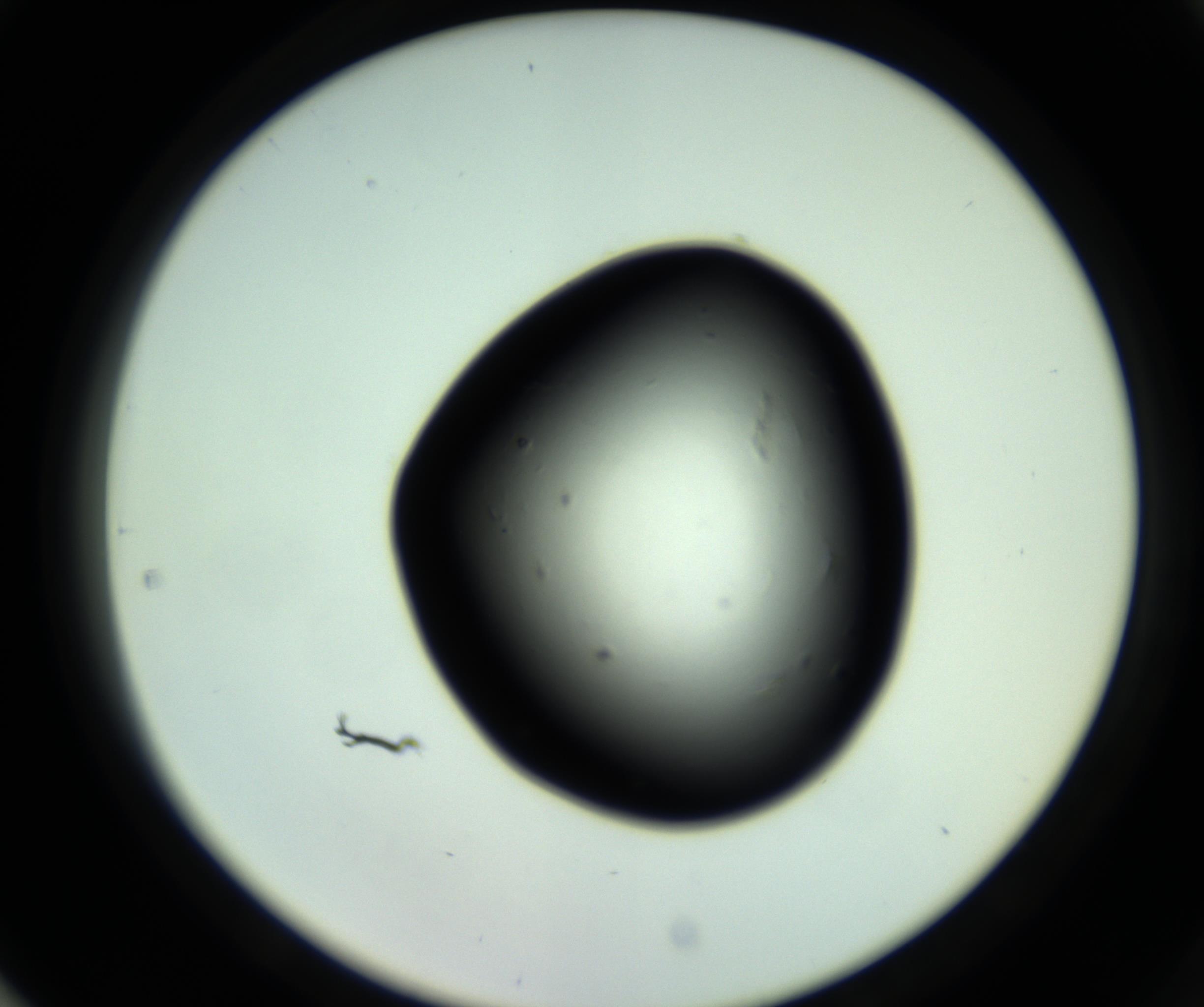 RI01_03_000_0212_Proj1_Clon1_MC_0000MC102809_006_161013_05_08_02_00_98_002_001_RAI.jpg