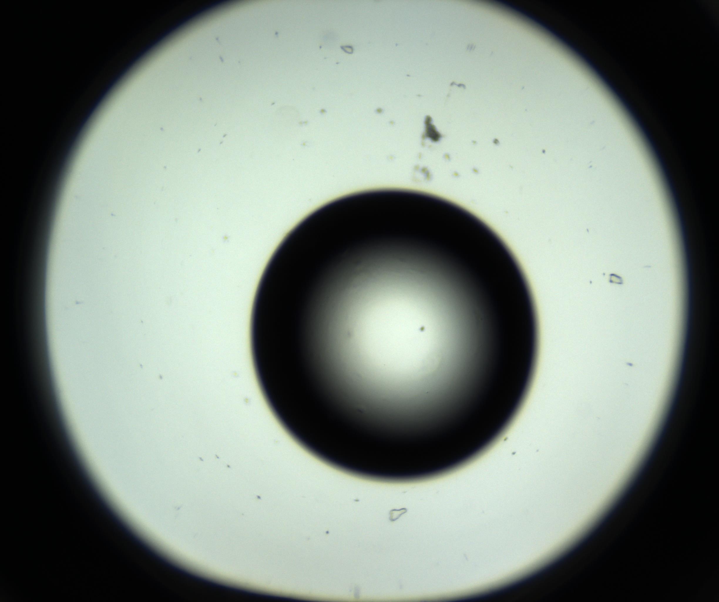RI01_03_000_0212_Proj1_Clon1_MC_0000MC102809_006_161013_06_01_01_00_98_002_001_RAI.jpg