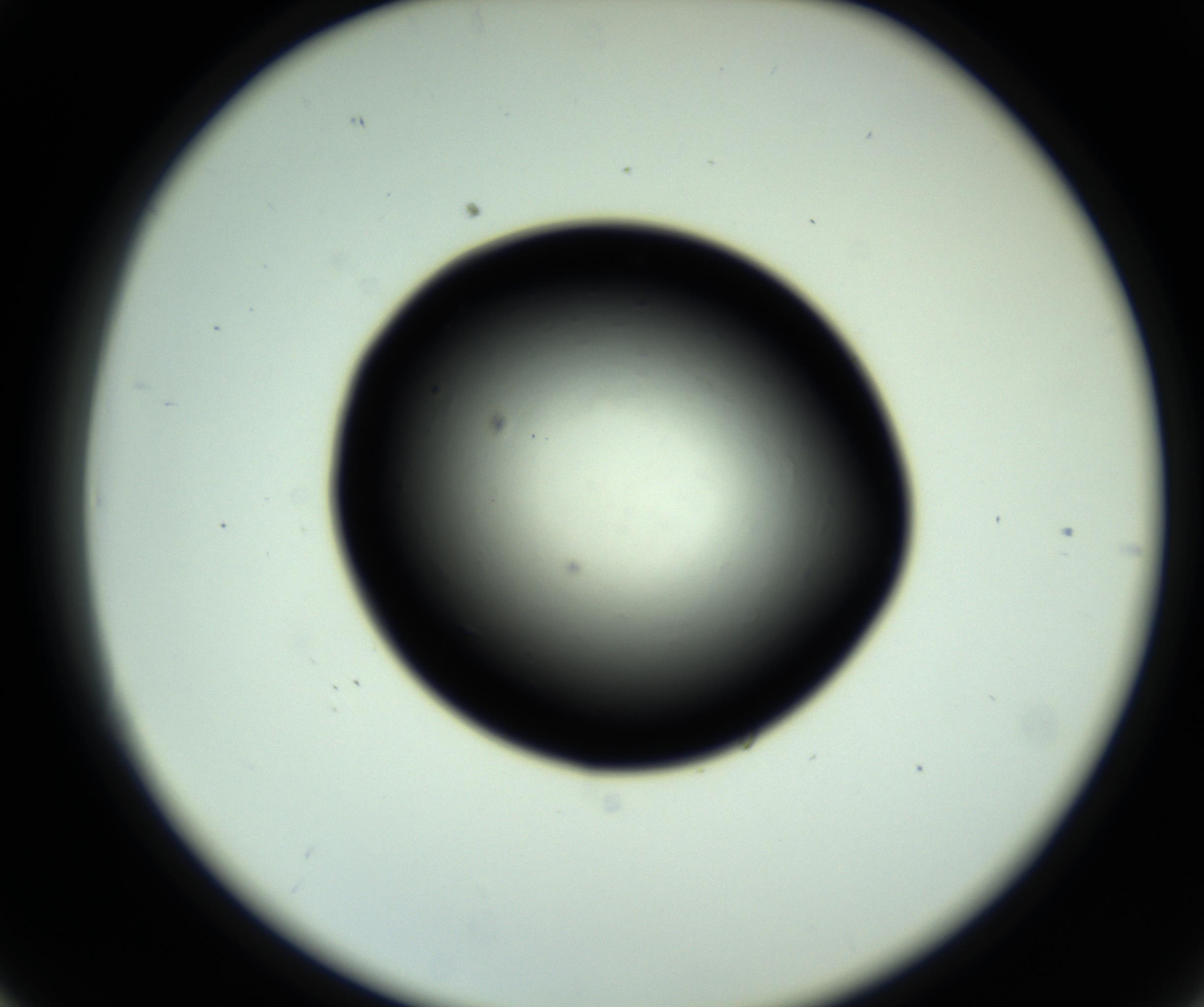 RI01_03_000_0212_Proj1_Clon1_MC_0000MC102809_006_161013_06_03_02_00_98_002_001_RAI.jpg