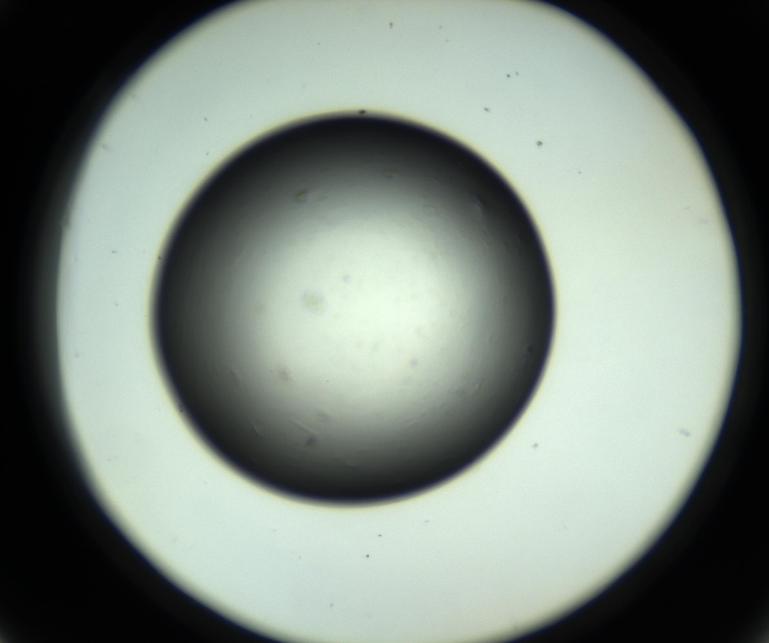 RI01_03_000_0212_Proj1_Clon1_MC_0000MC102809_006_161013_06_04_02_00_98_002_001_RAI.jpg