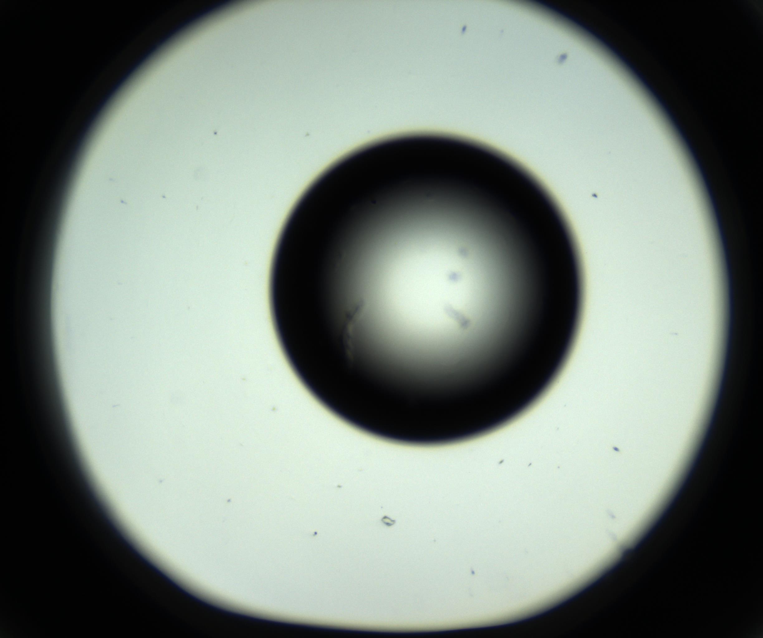 RI01_03_000_0212_Proj1_Clon1_MC_0000MC102809_006_161013_06_05_01_00_98_002_001_RAI.jpg