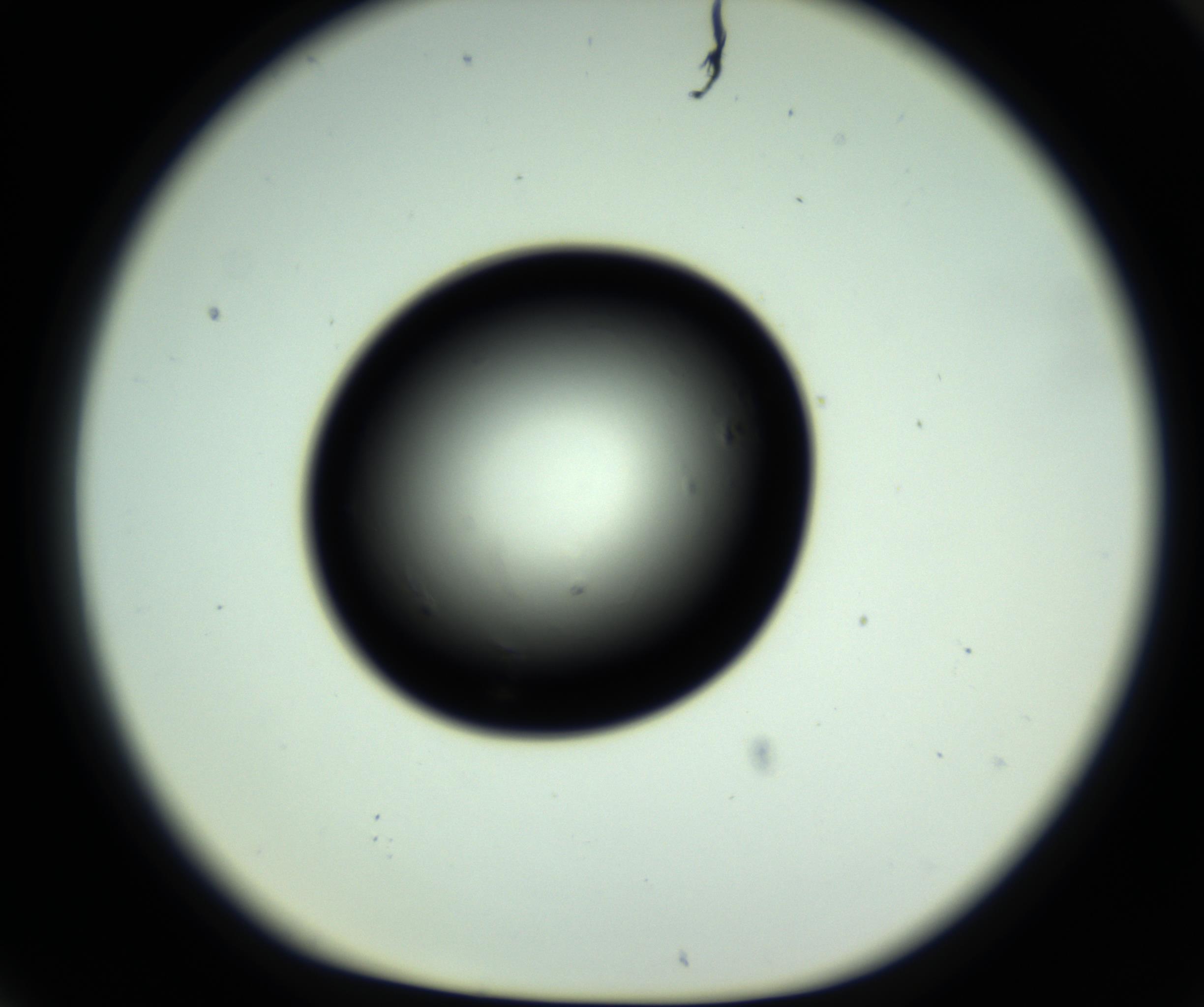 RI01_03_000_0212_Proj1_Clon1_MC_0000MC102809_006_161013_06_07_01_00_98_002_001_RAI.jpg