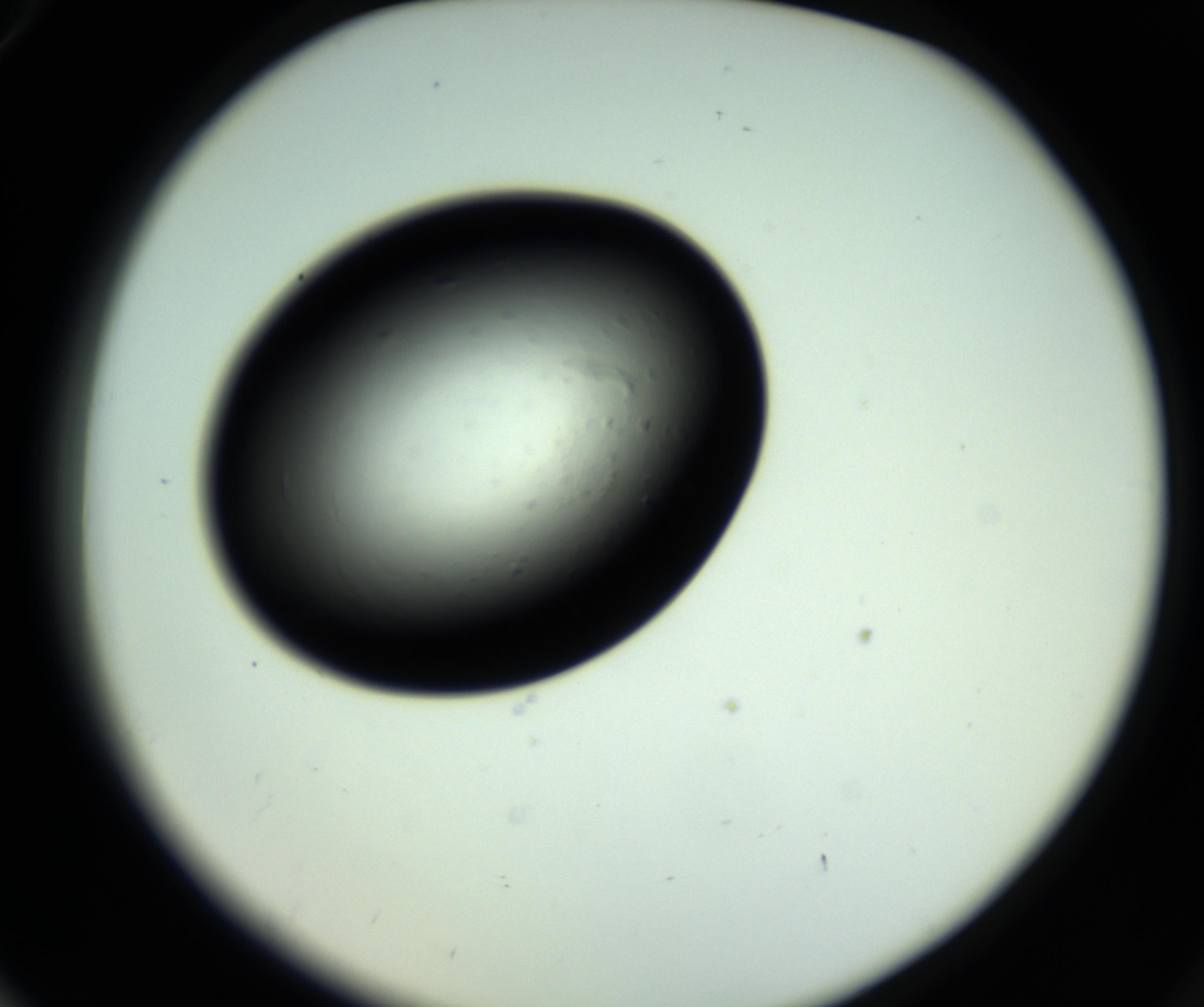 RI01_03_000_0212_Proj1_Clon1_MC_0000MC102809_006_161013_06_07_02_00_98_002_001_RAI.jpg