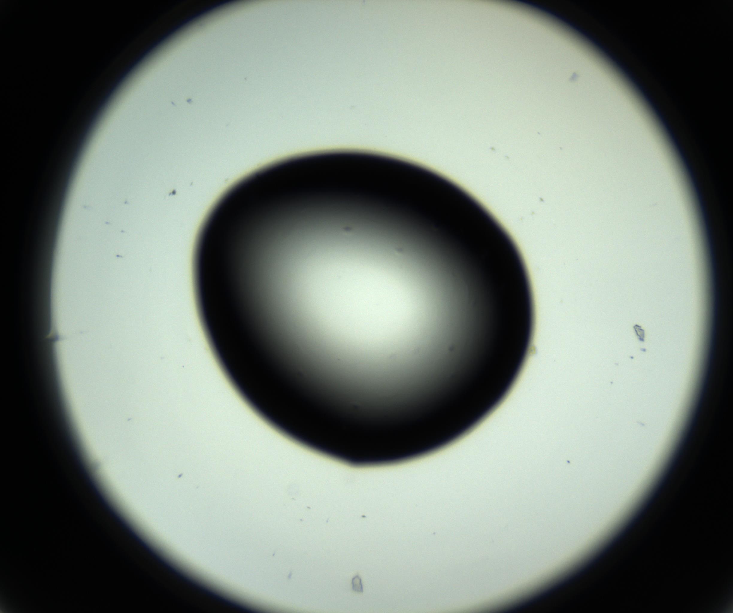 RI01_03_000_0212_Proj1_Clon1_MC_0000MC102809_006_161013_07_03_02_00_98_002_001_RAI.jpg
