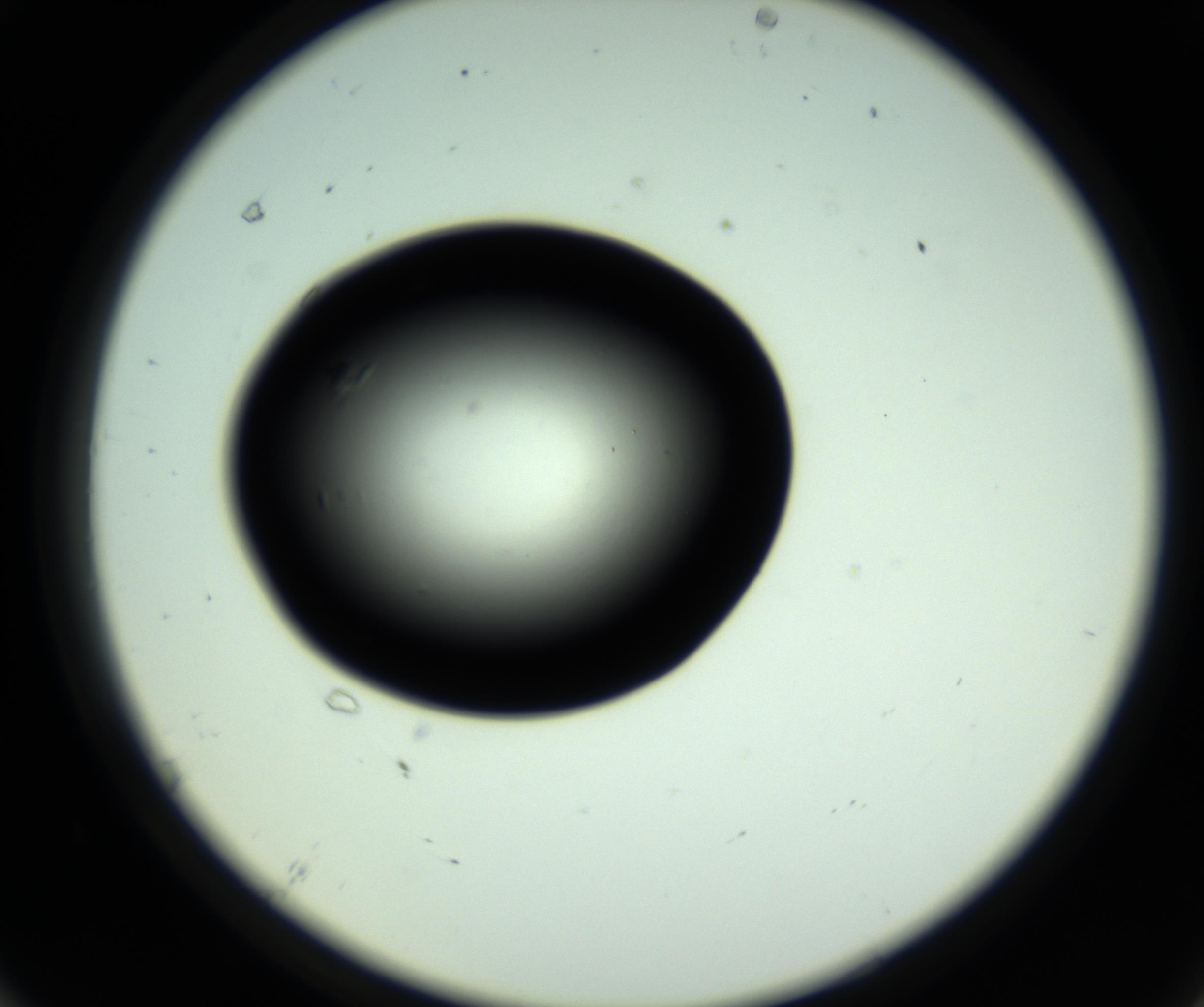 RI01_03_000_0212_Proj1_Clon1_MC_0000MC102809_006_161013_07_06_02_00_98_002_001_RAI.jpg