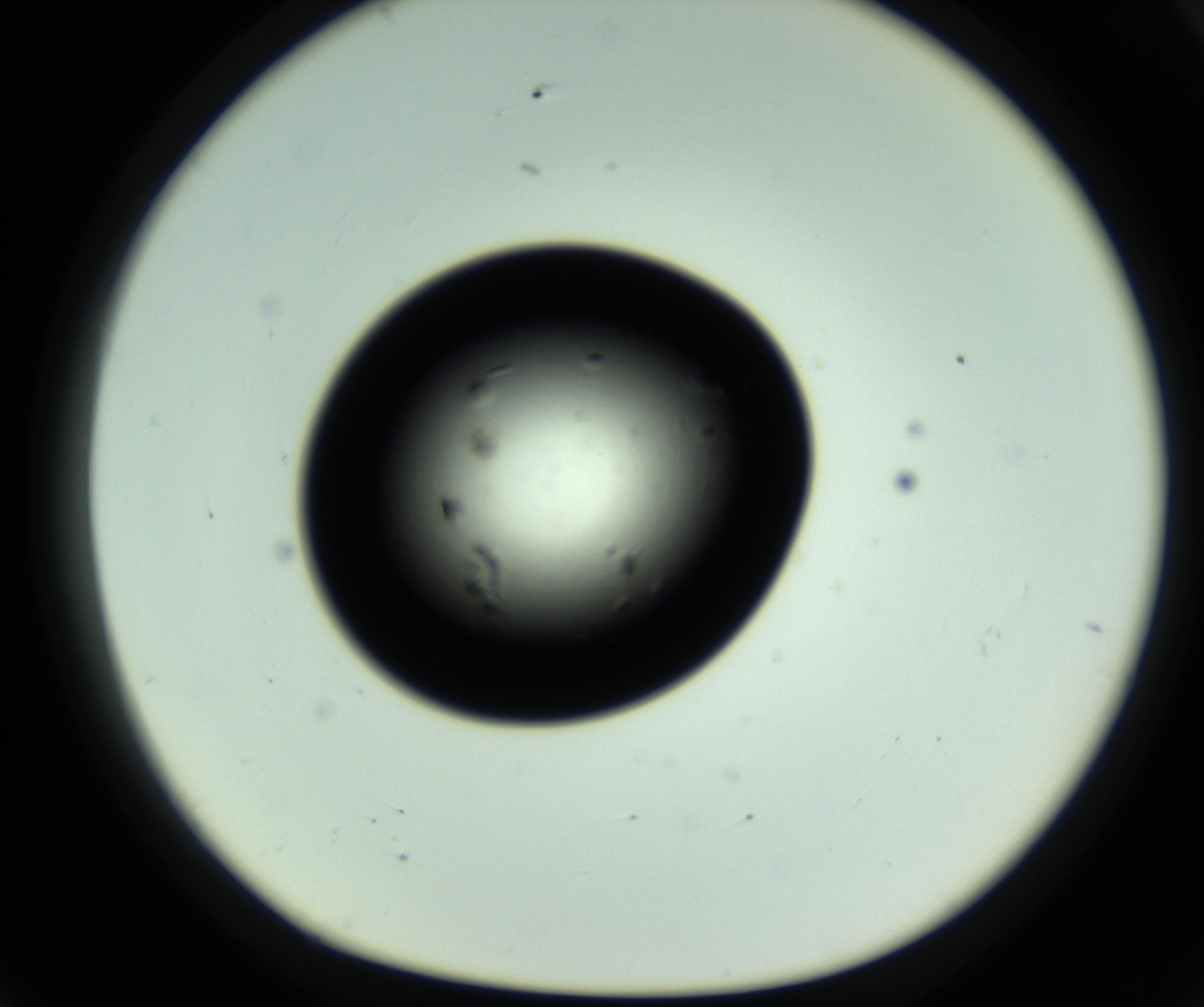 RI01_03_000_0212_Proj1_Clon1_MC_0000MC102809_006_161013_07_07_01_00_98_002_001_RAI.jpg