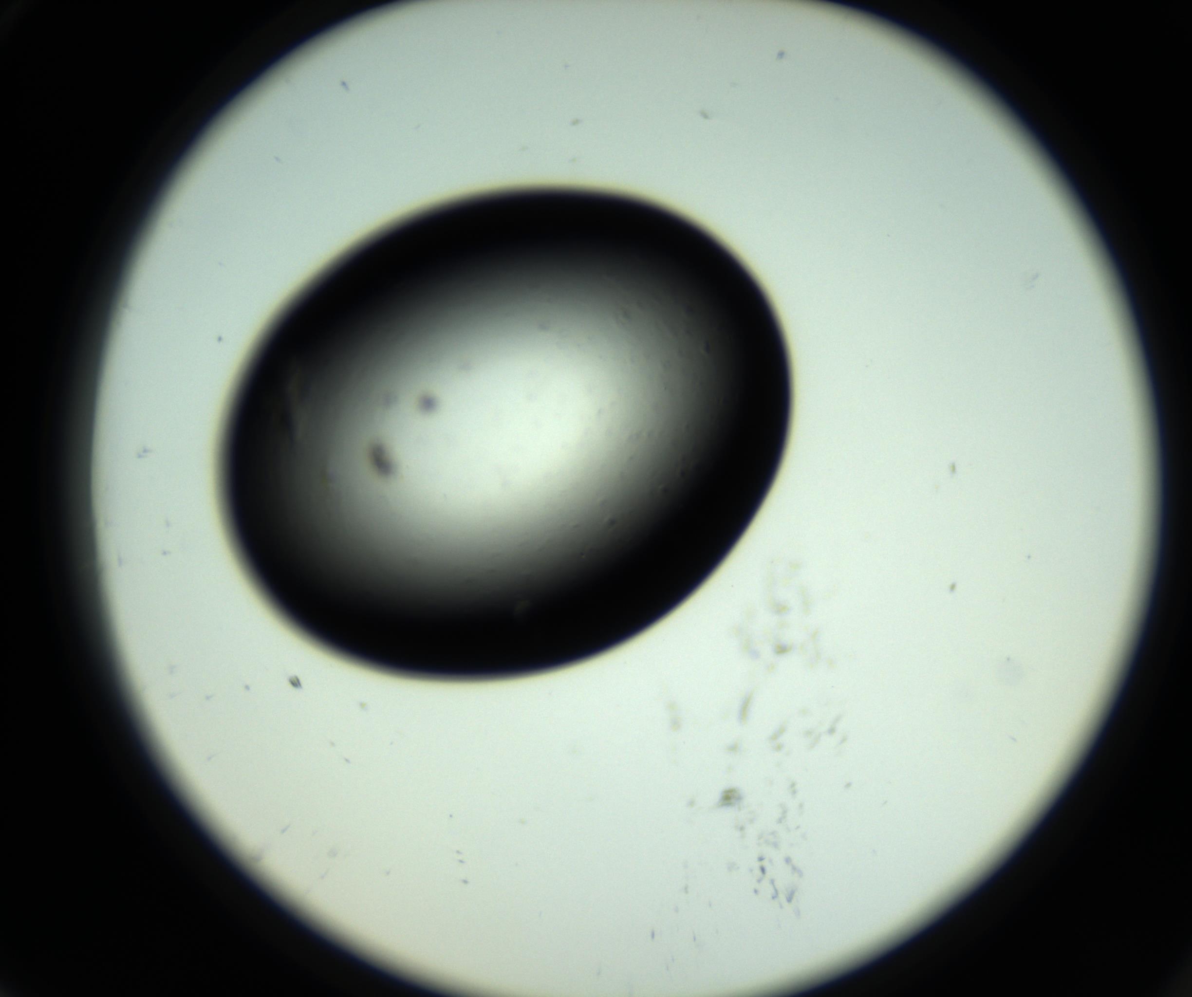 RI01_03_000_0212_Proj1_Clon1_MC_0000MC102809_006_161013_07_07_02_00_98_002_001_RAI.jpg