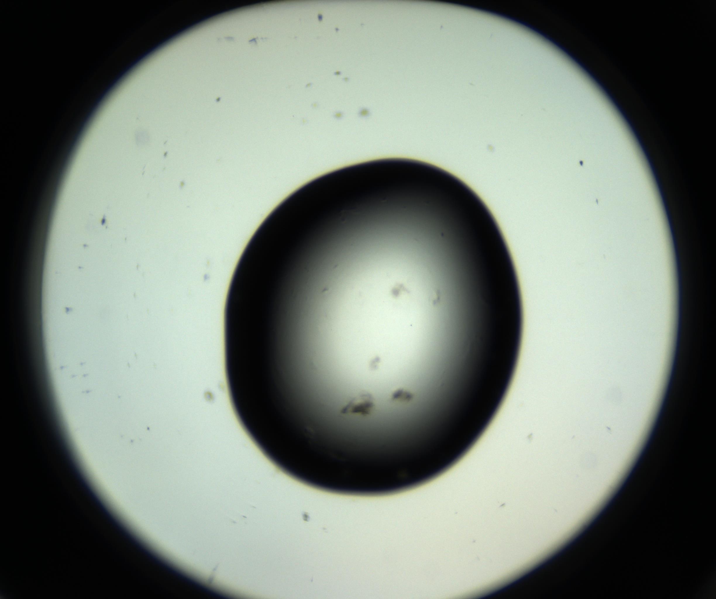 RI01_03_000_0212_Proj1_Clon1_MC_0000MC102809_006_161013_07_08_02_00_98_002_001_RAI.jpg